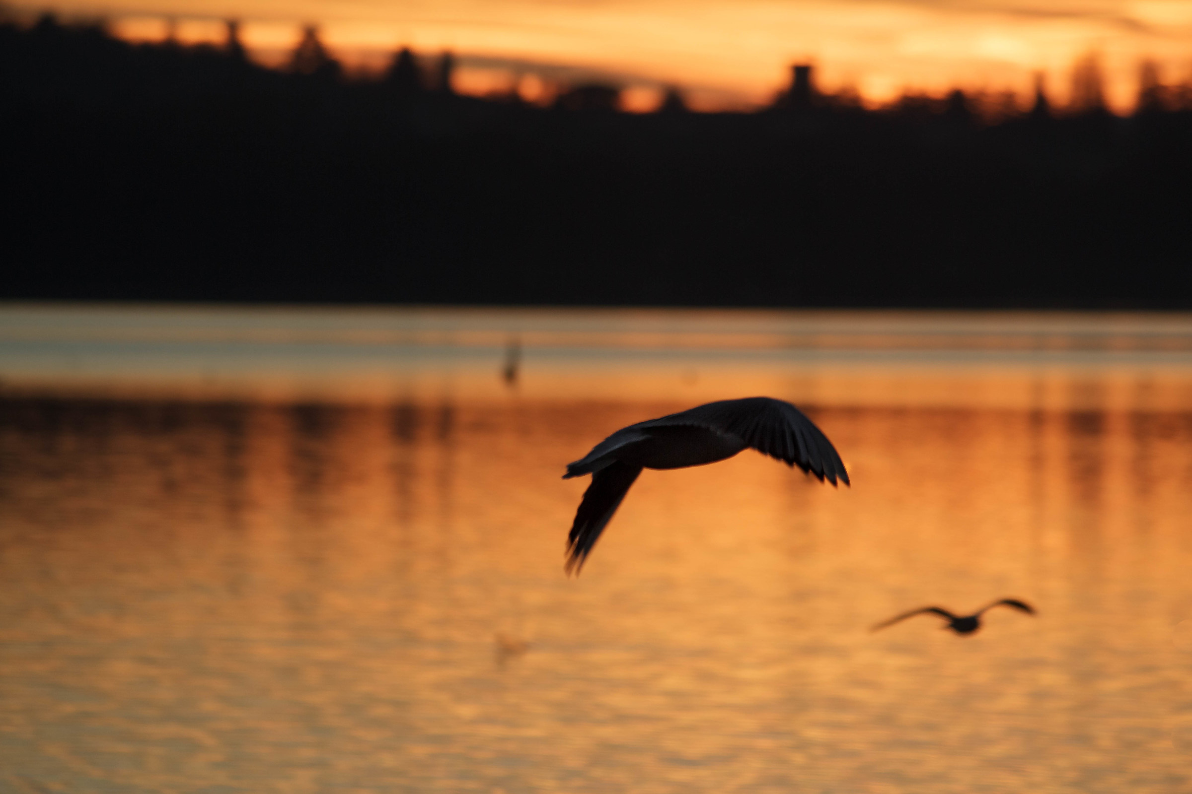 Ali che vogliono volare