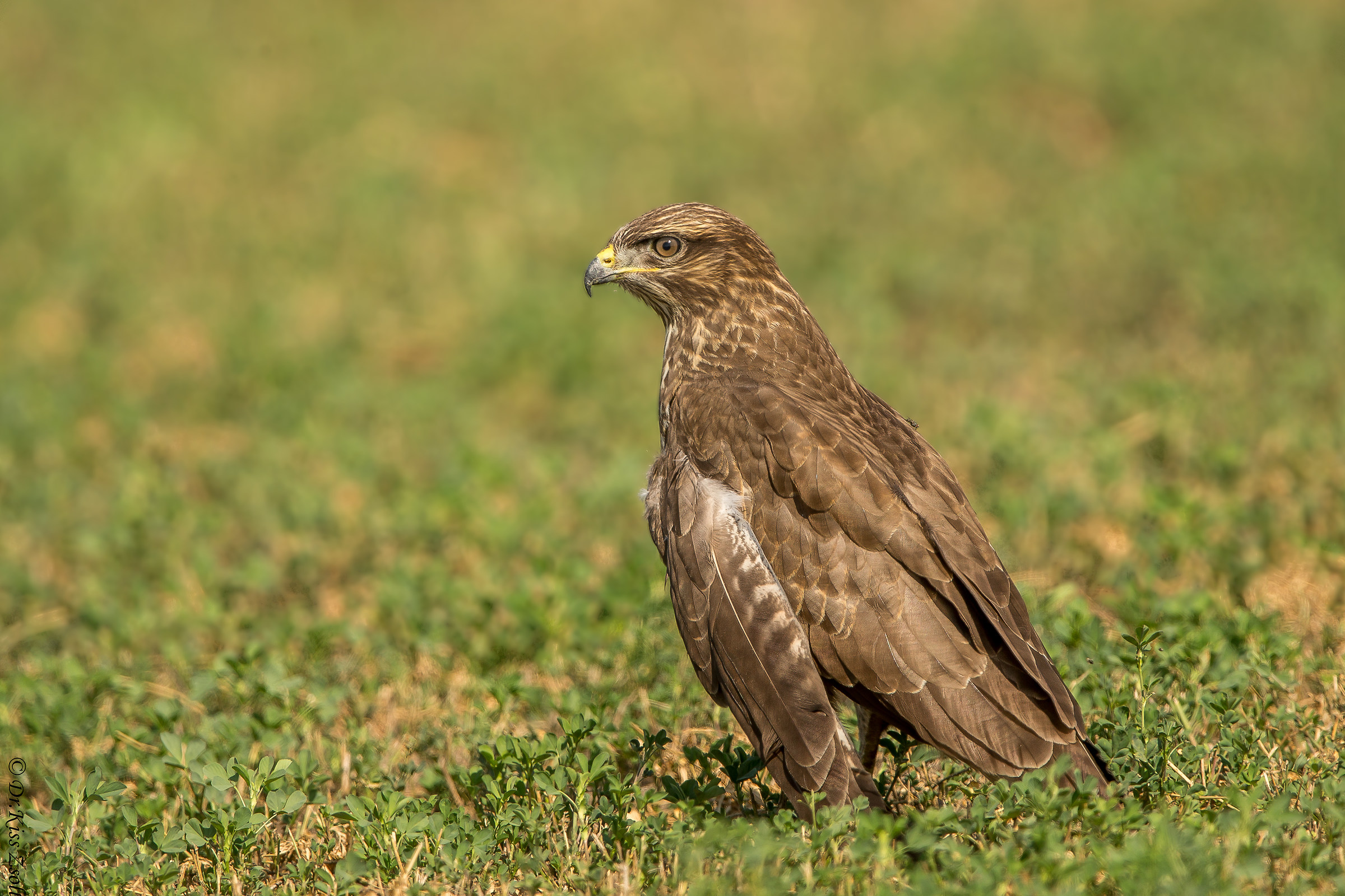Buzzard nel verde