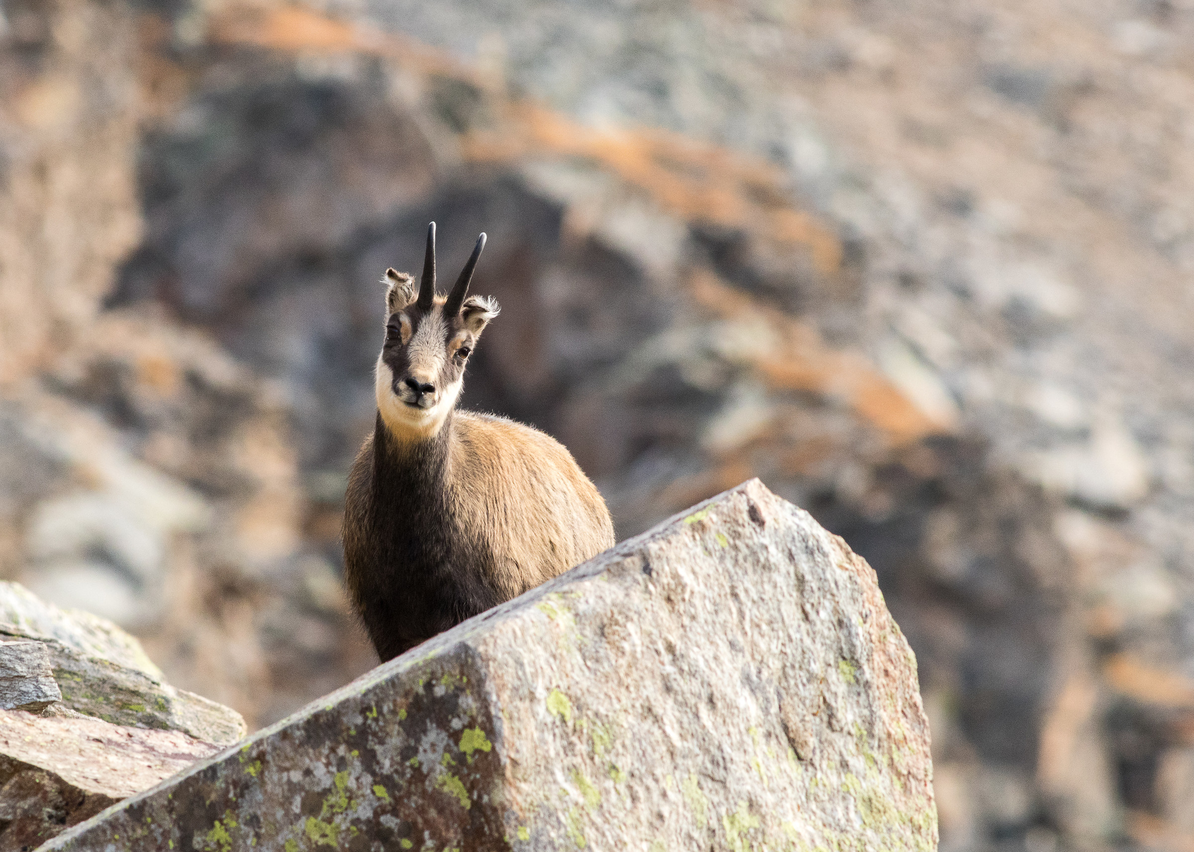 Chamois