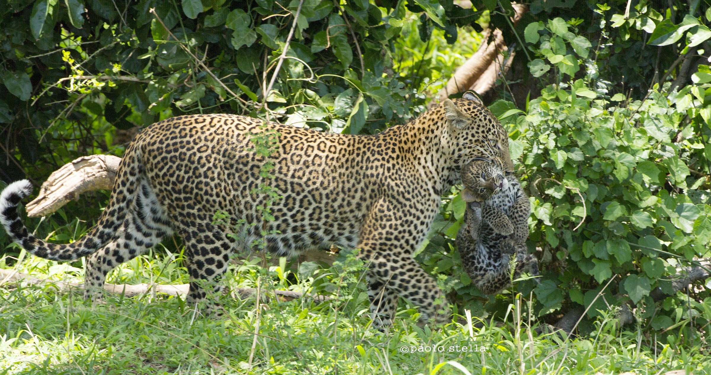 mom and one of 3 cubs