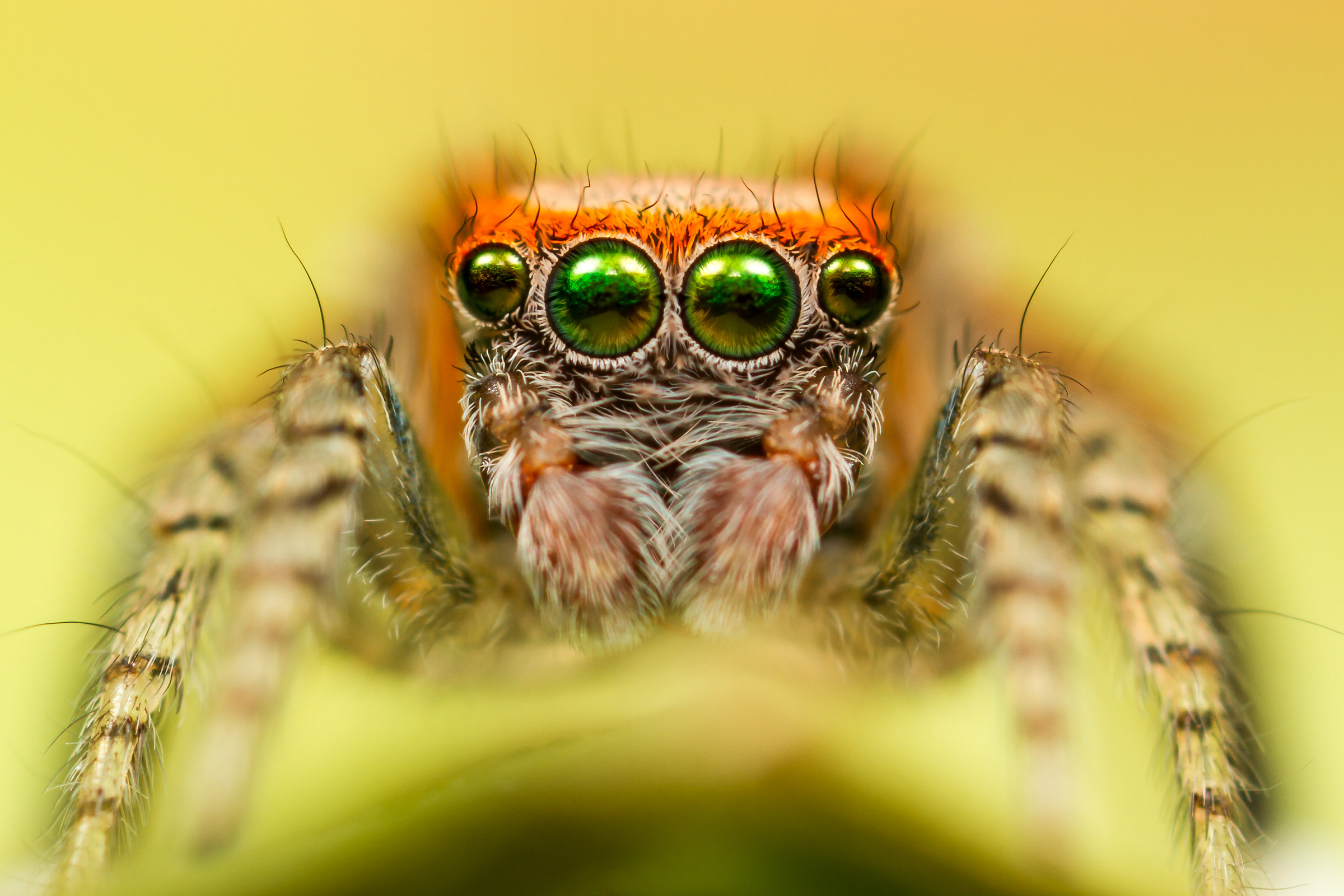 Saitis barbipes maschio