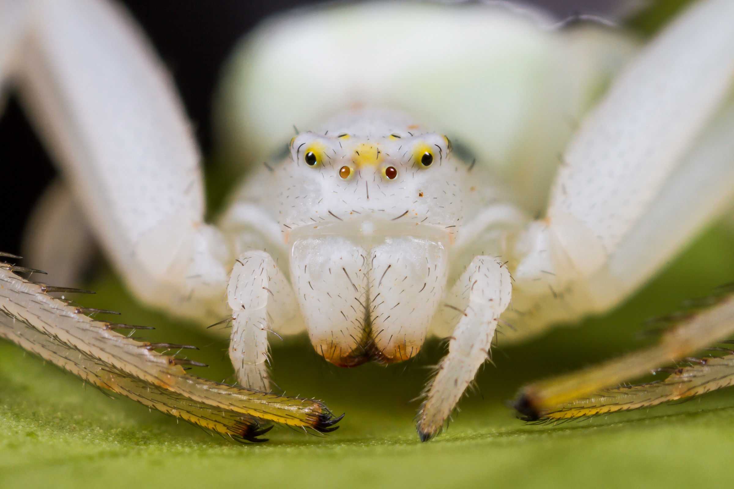 Misumena vatia femminile