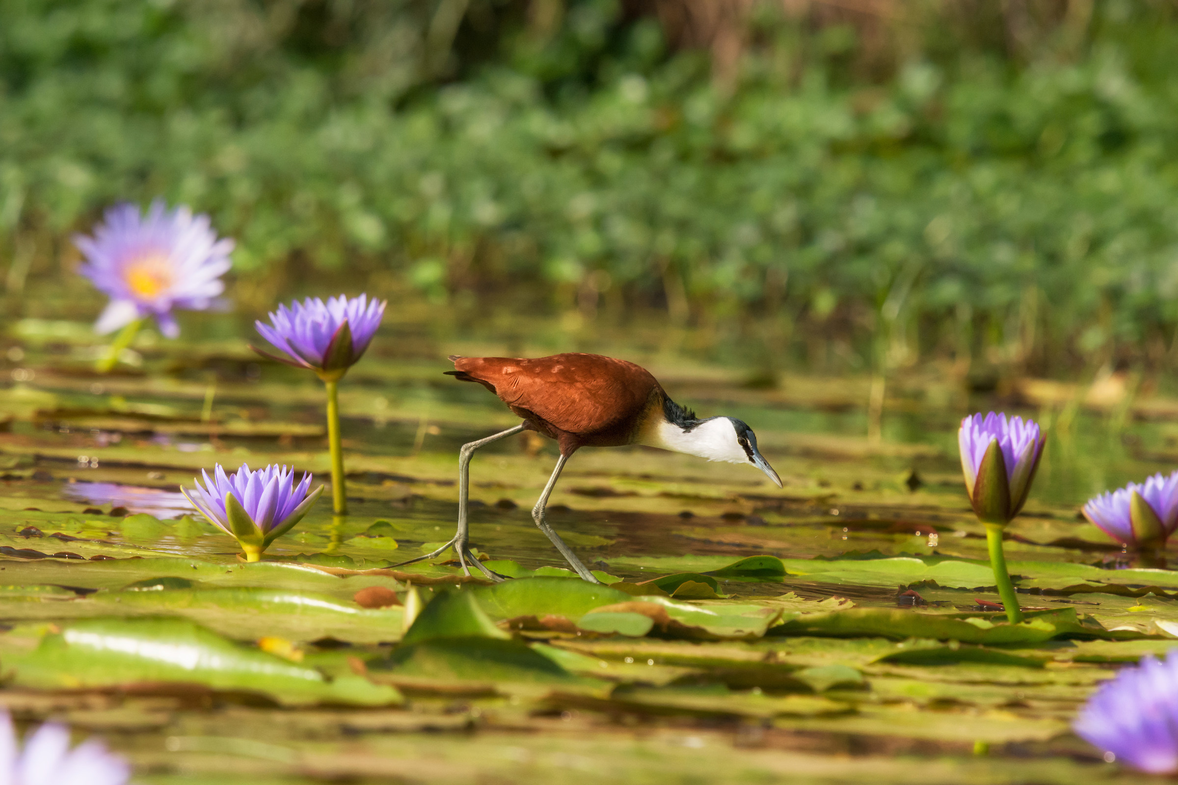 African Jacana