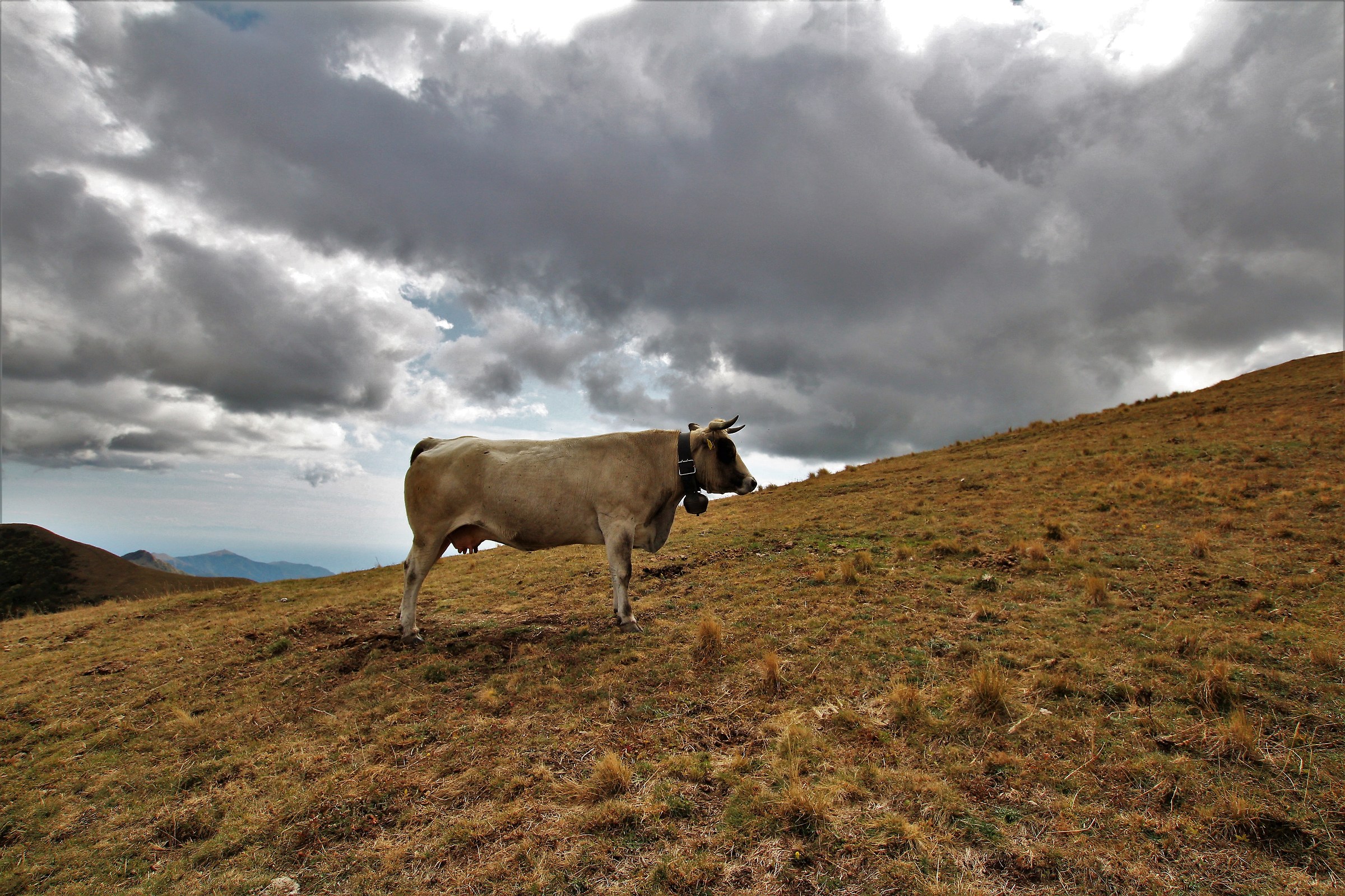 free in the mountains