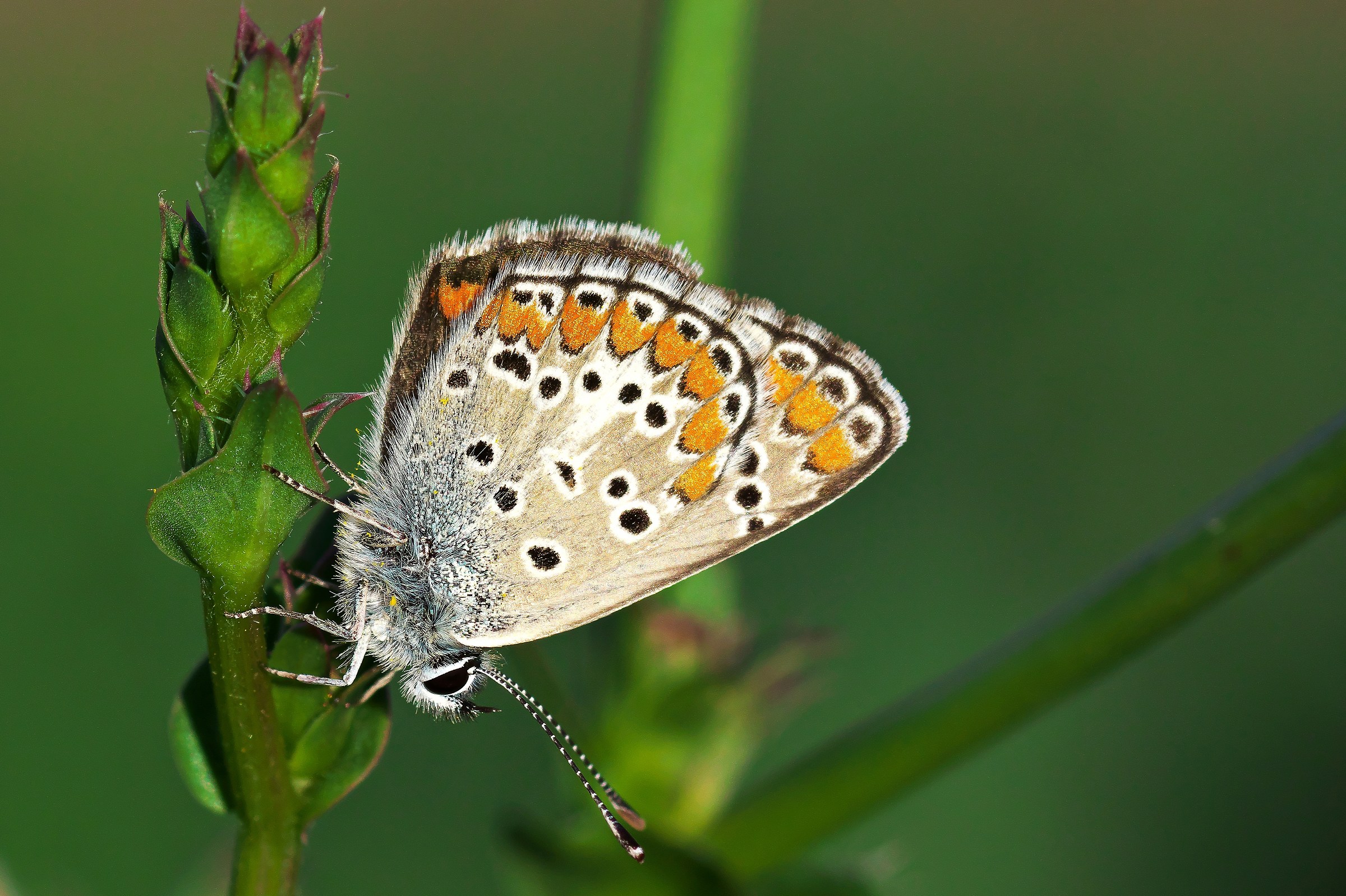 In attesa del sonnellino