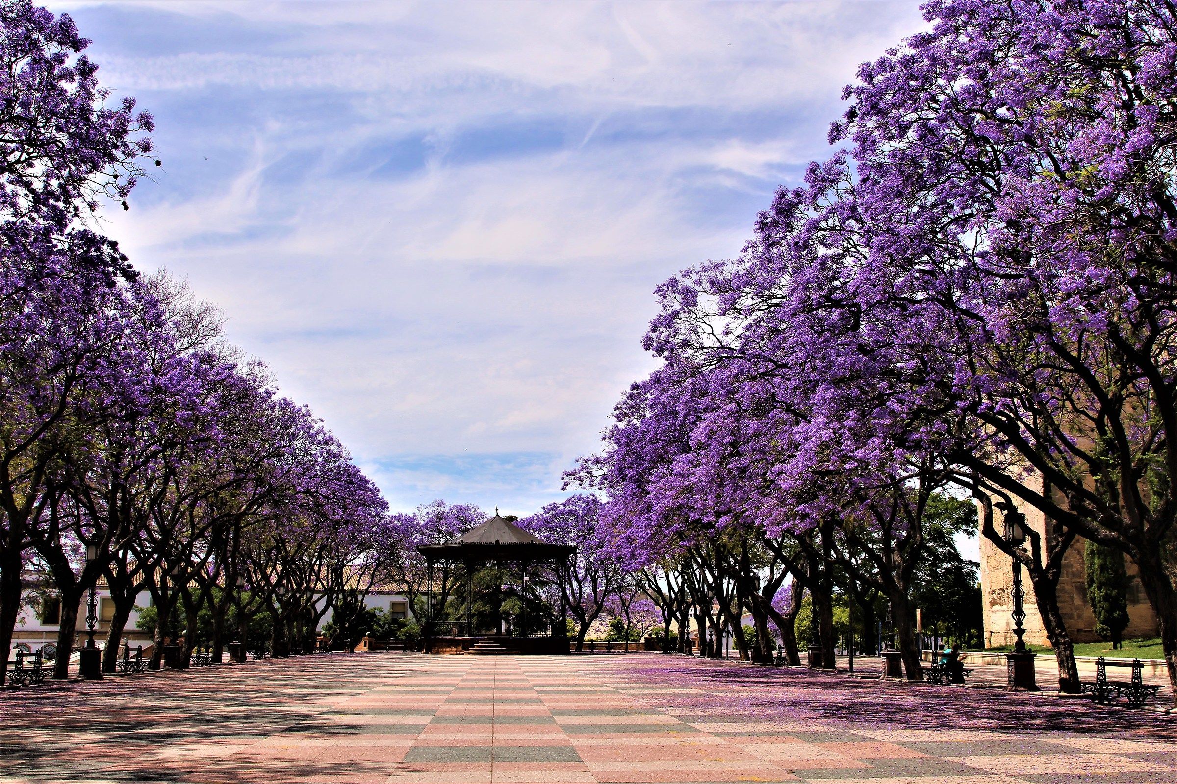 Jacaranda Trees
