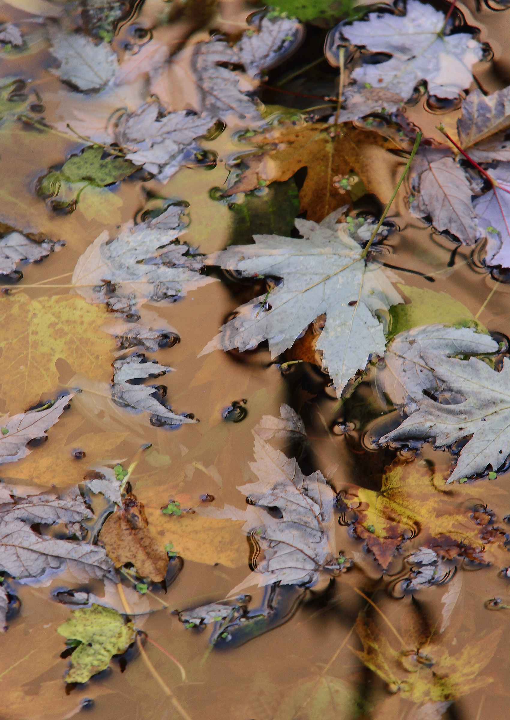 Sunset Reflected over River Fallen Autumn Leaves