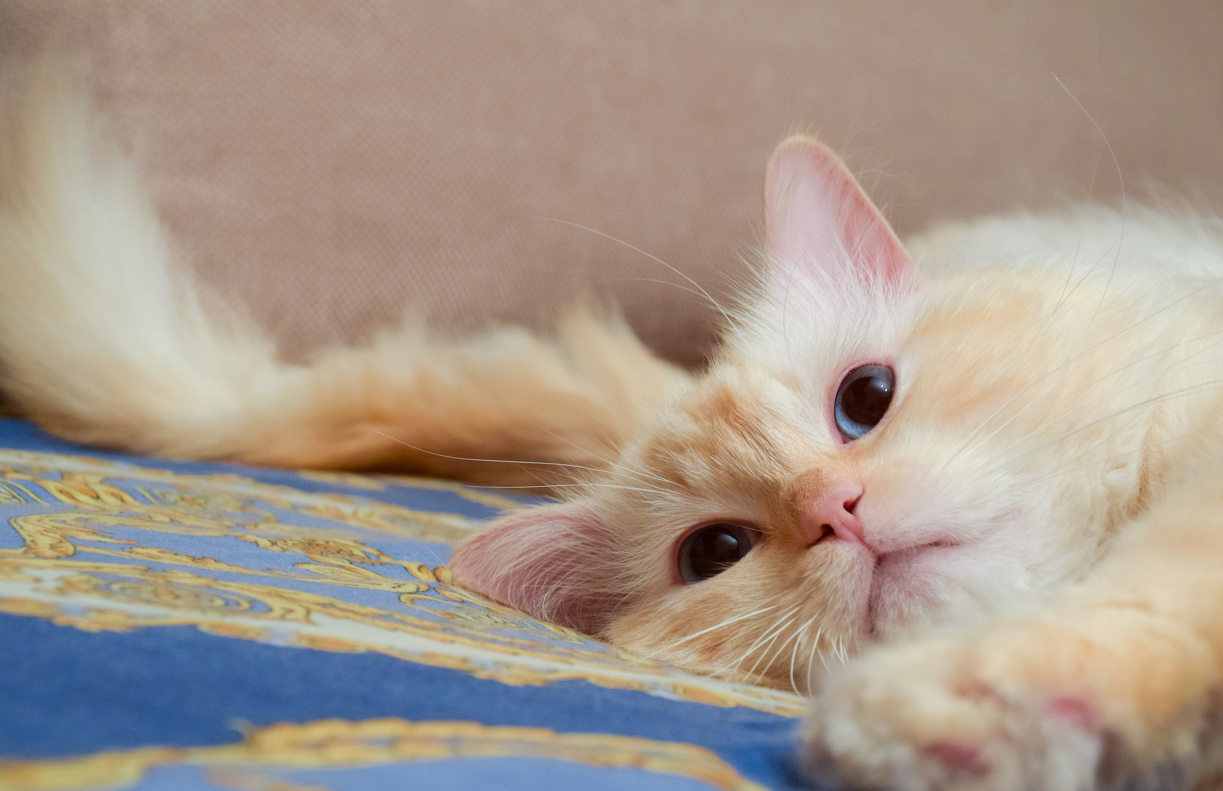 Honey con il pennacchio