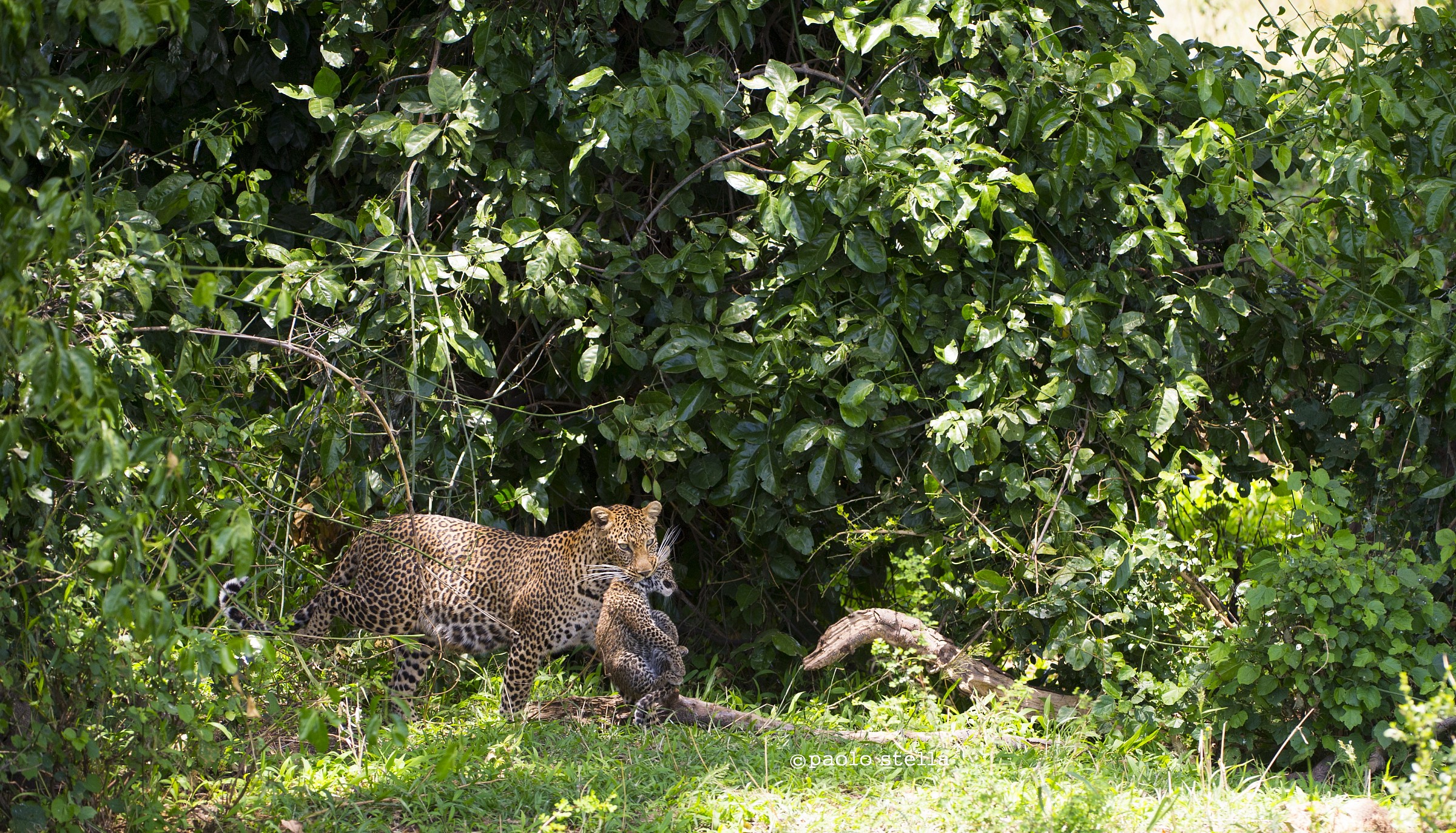 mom and cub n.2