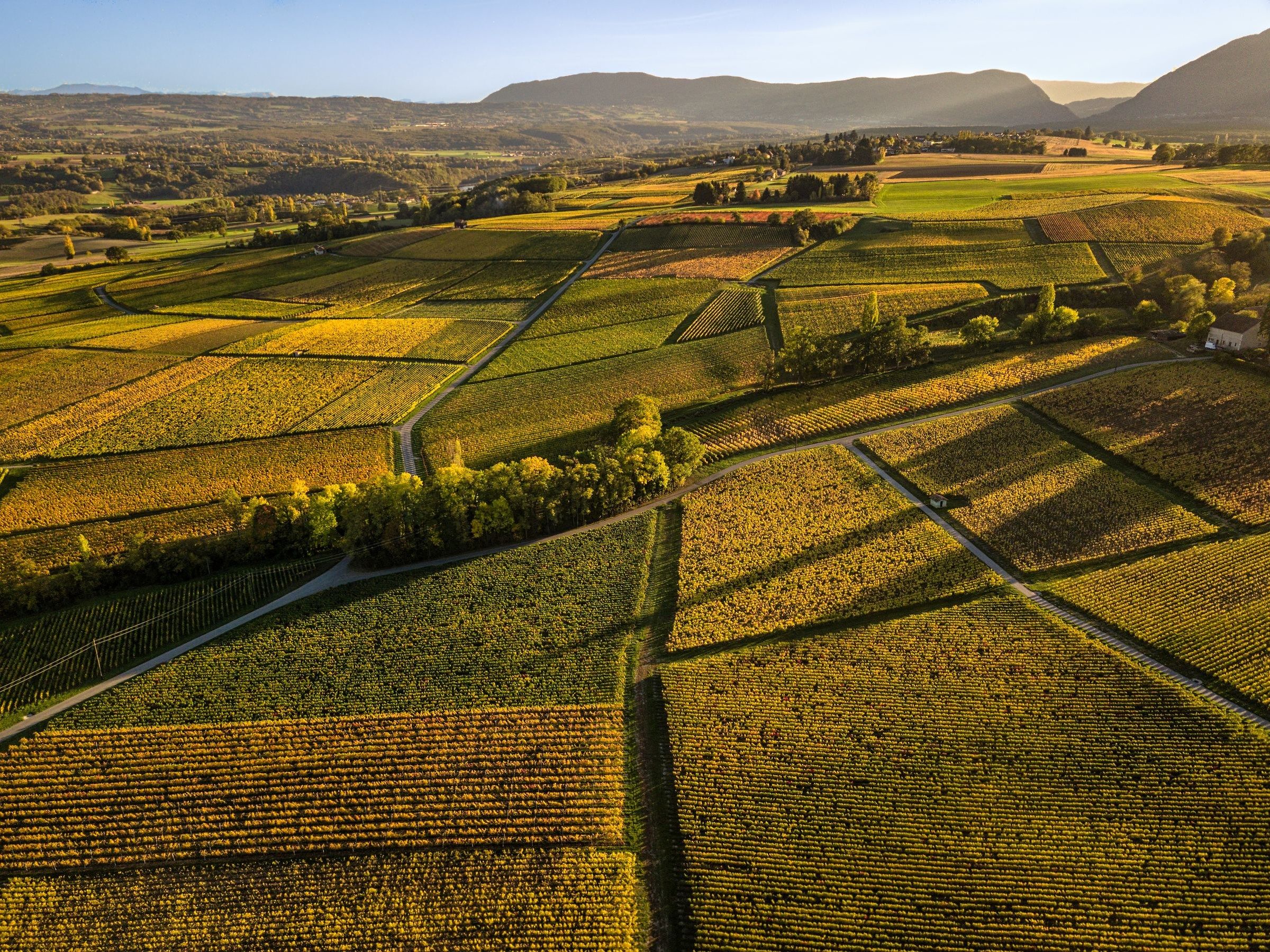 Drone photo - Vineyarde of Satigny - Geneva
