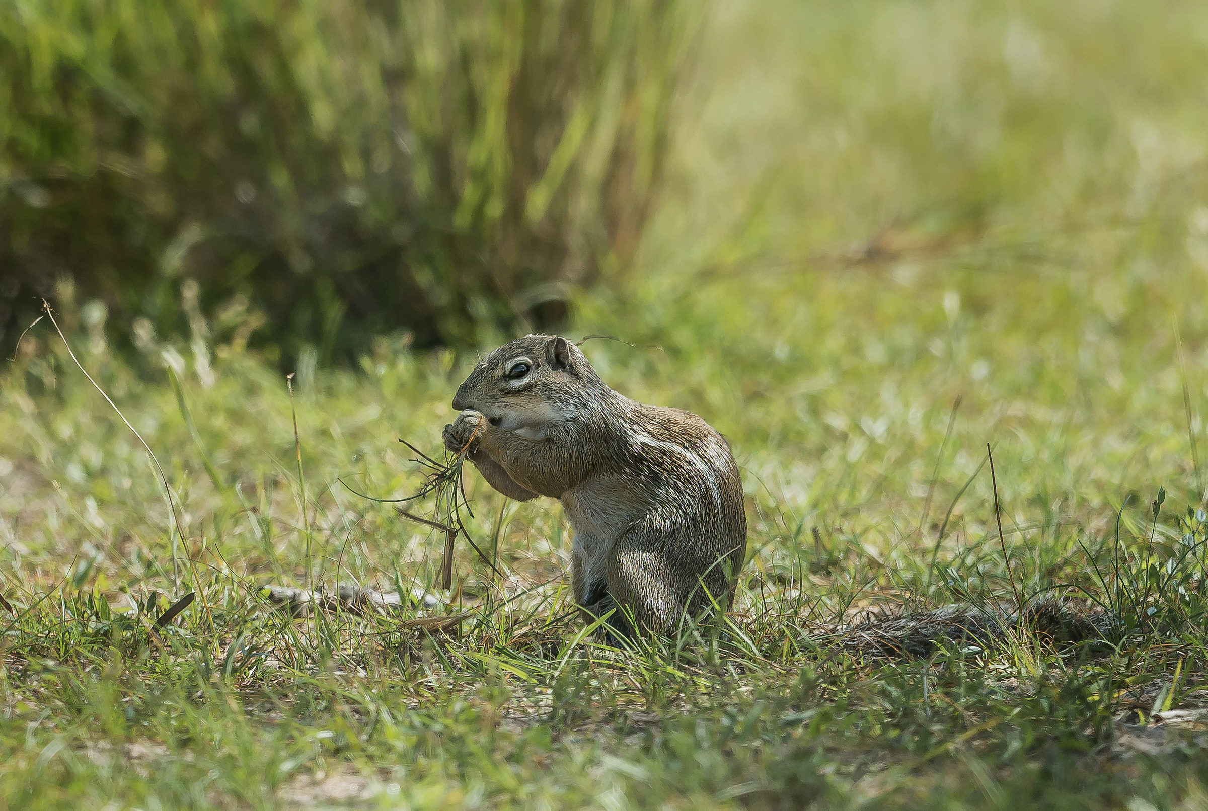 Ground squirrel