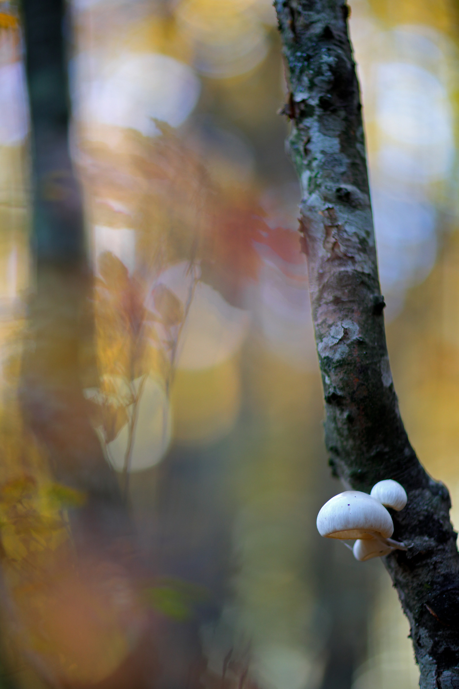 Oudemansiella mucida