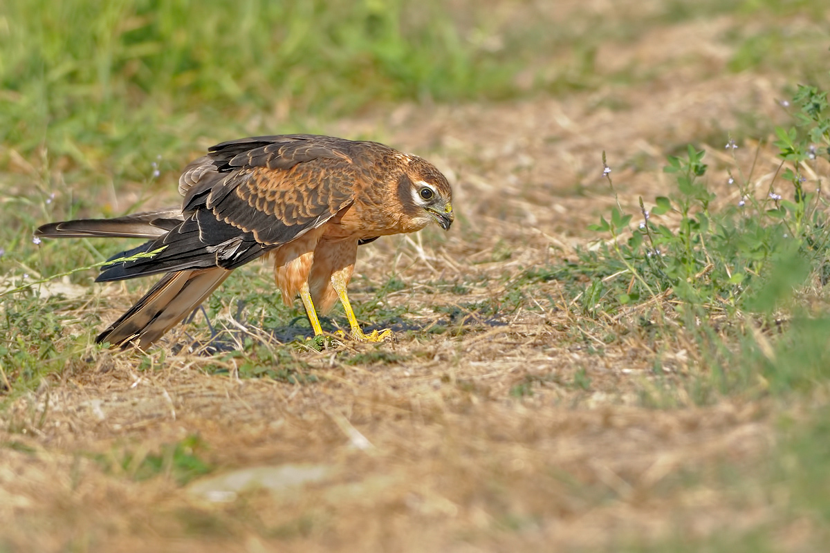 Albanella minore. Circus pygargus