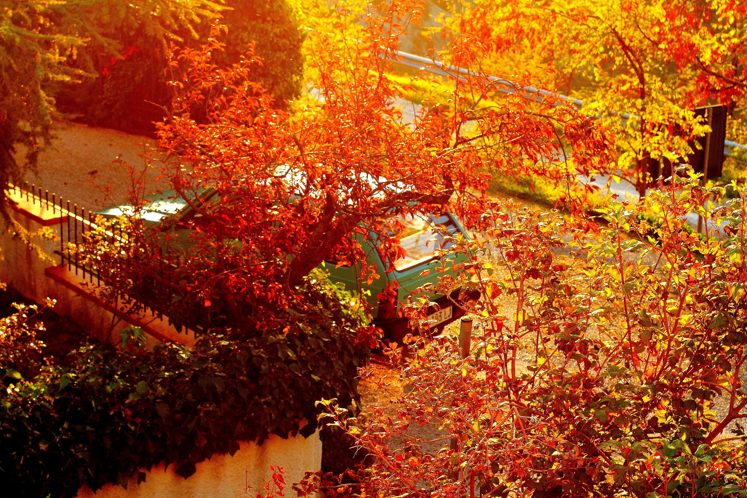 Autumn on the panda.