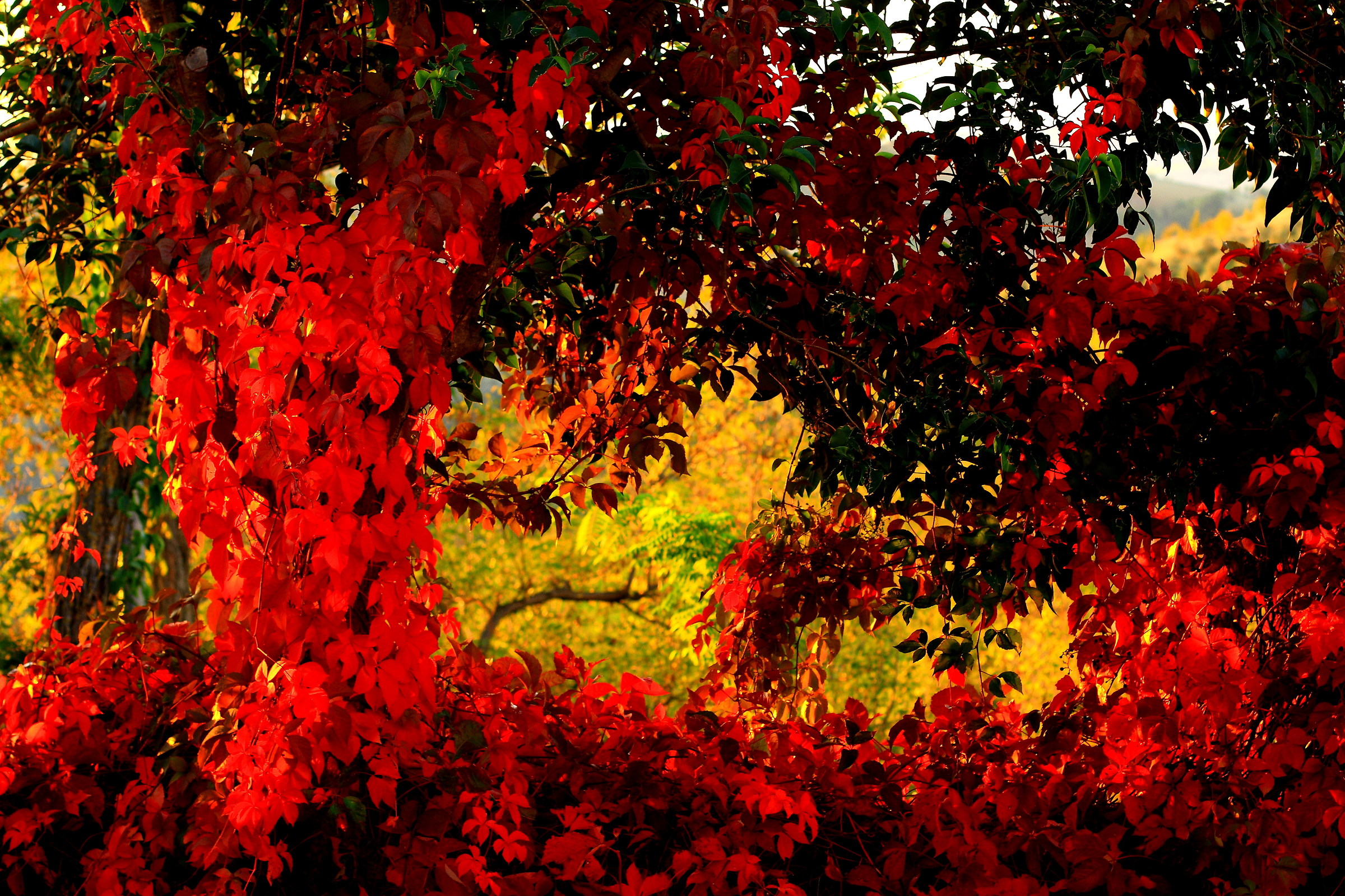 Oh my autumn season autumn!