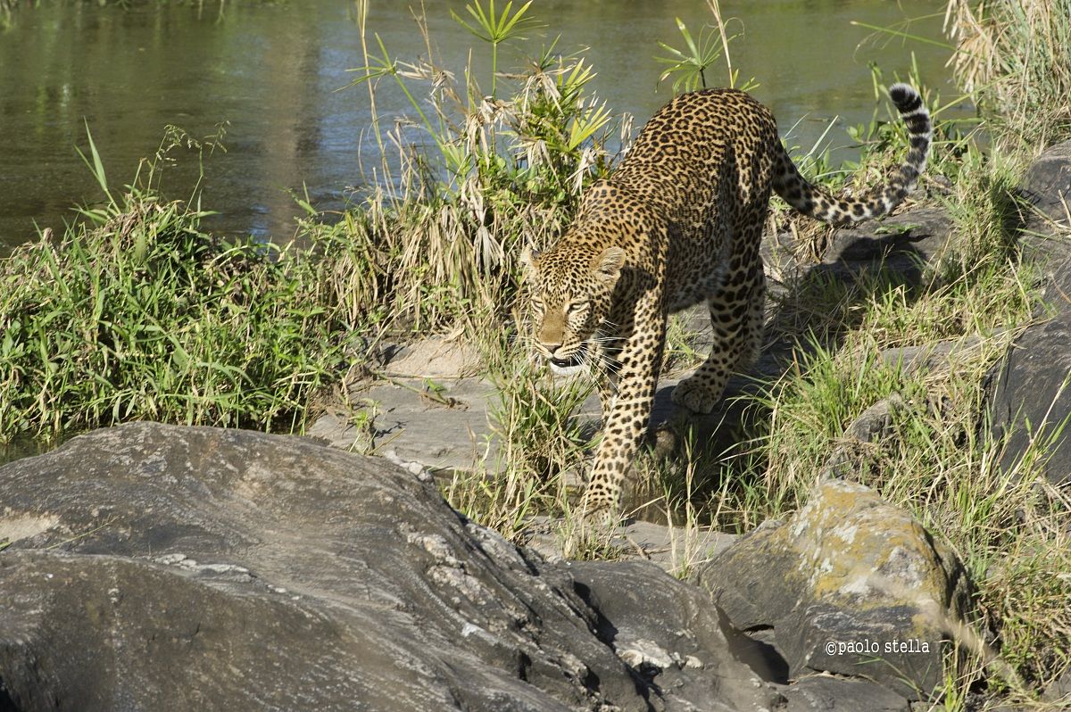 leopard on a river