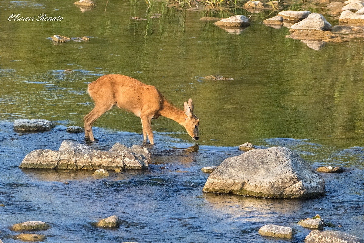 Capriolo  che si disseta nel fiume erro