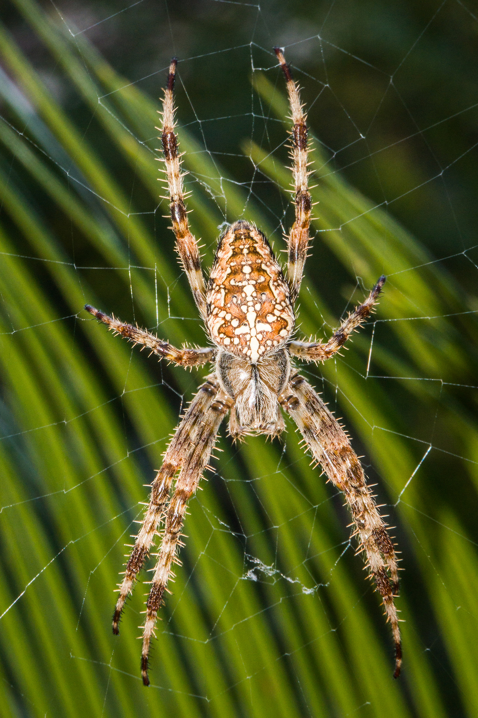 "spider in cycas"