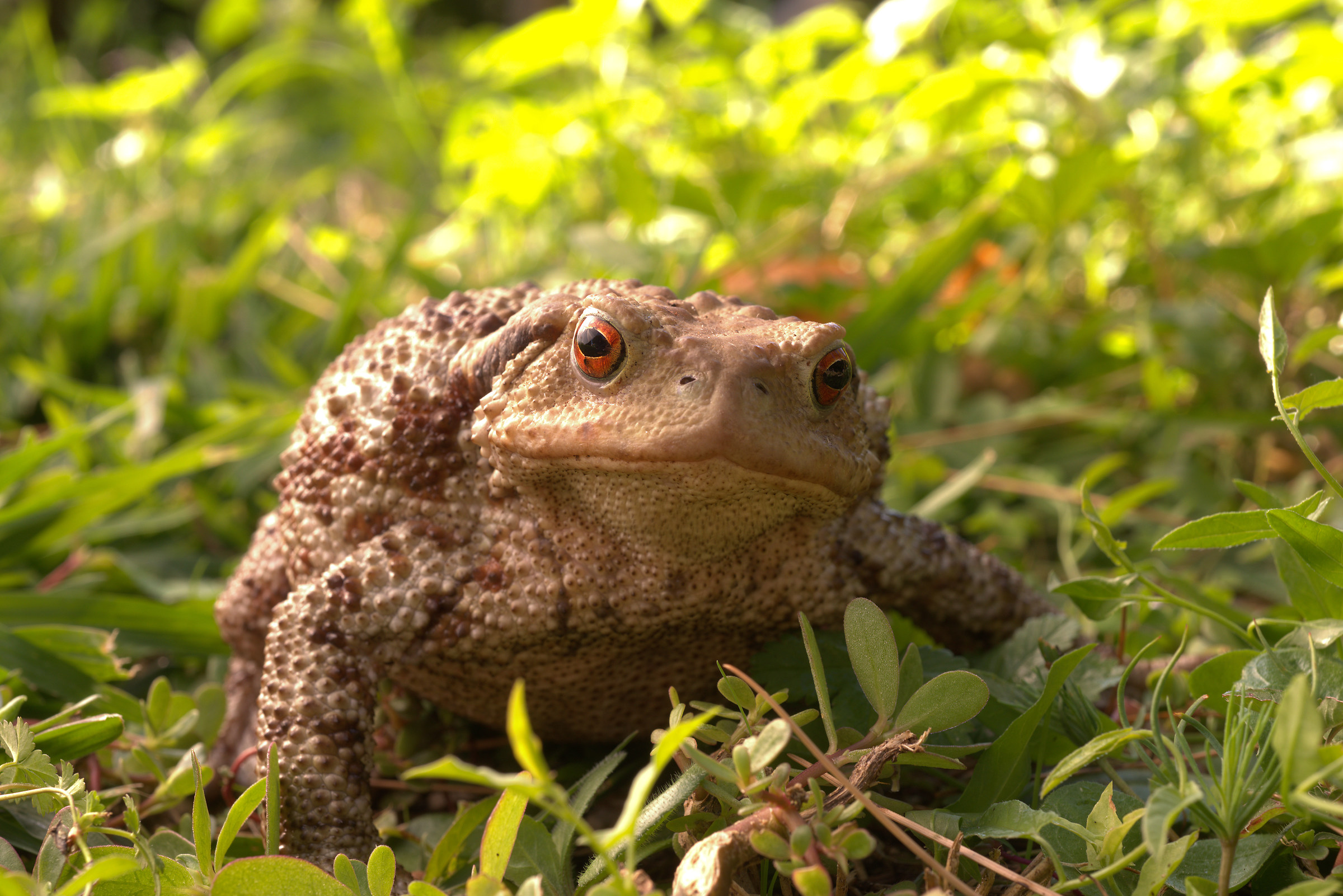 Common female toad