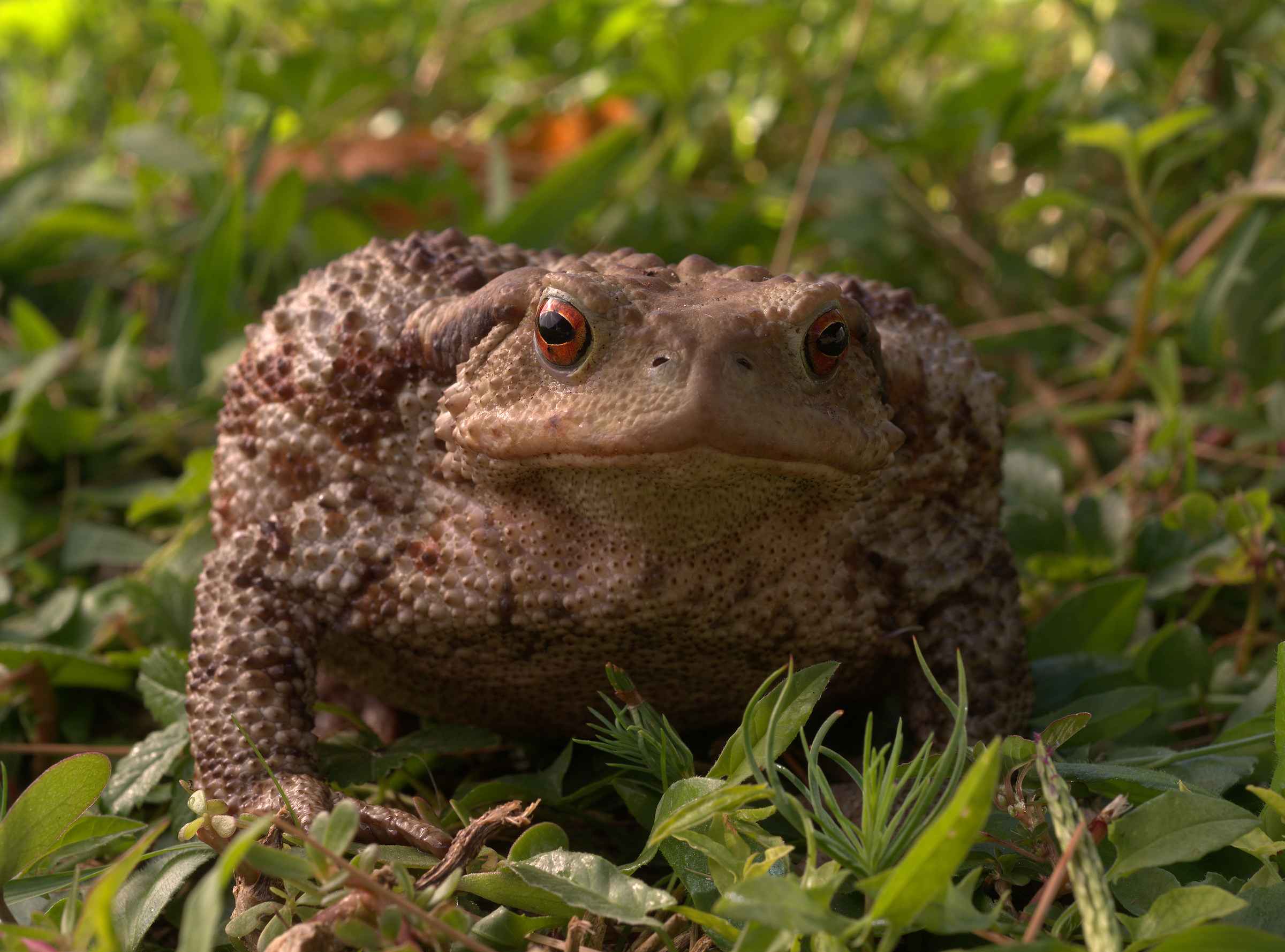 Common female toad