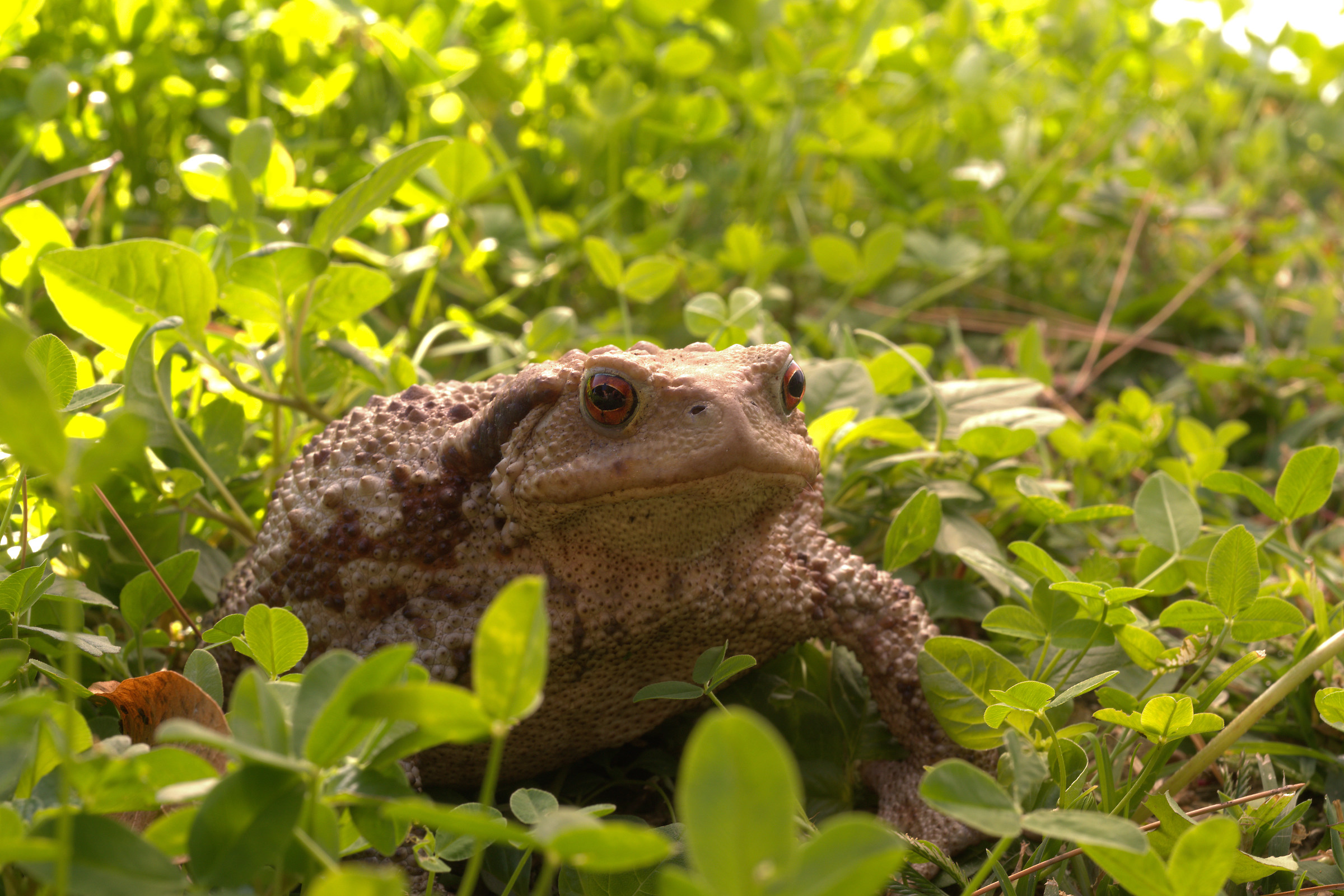 Common female toad