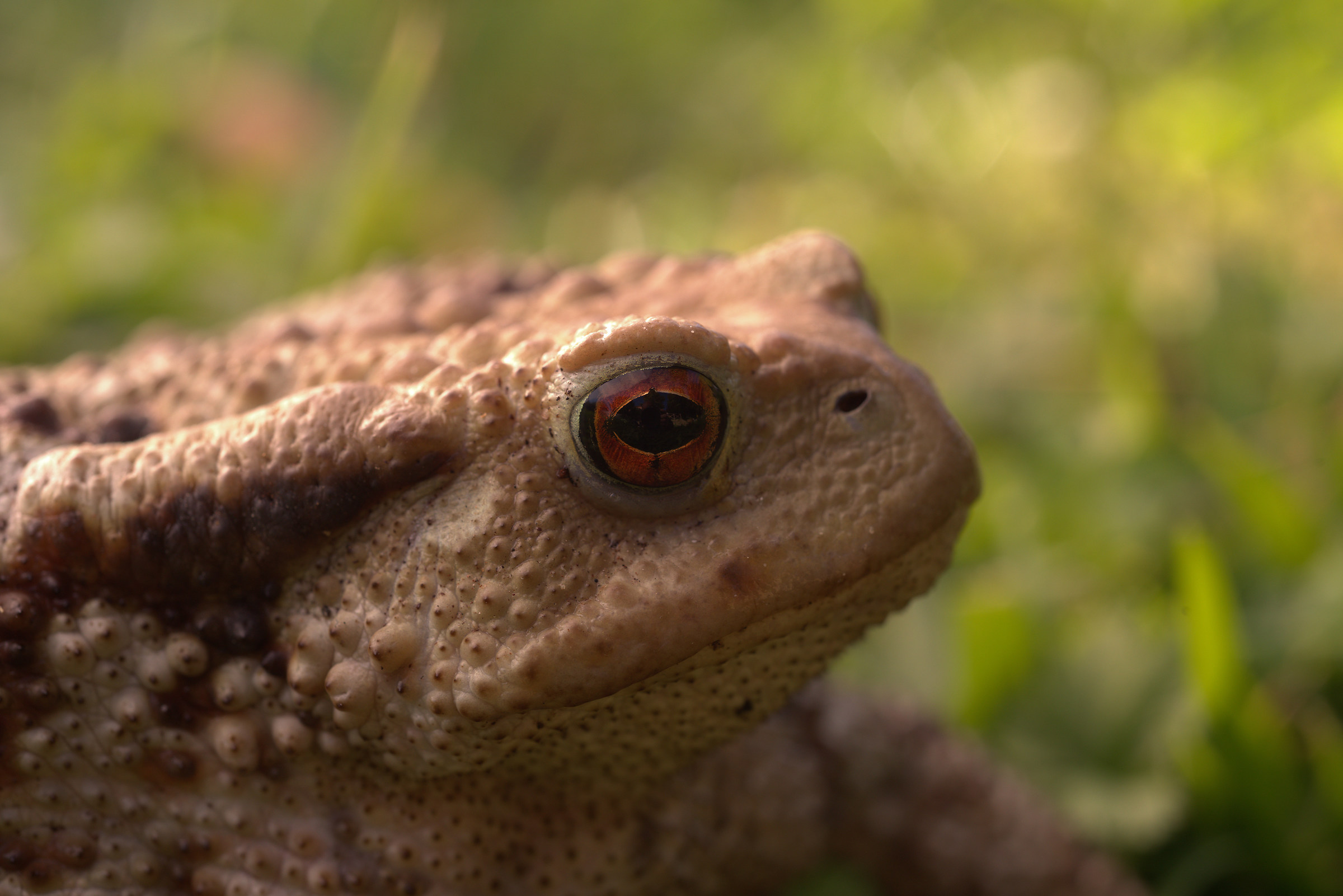 Common female toad