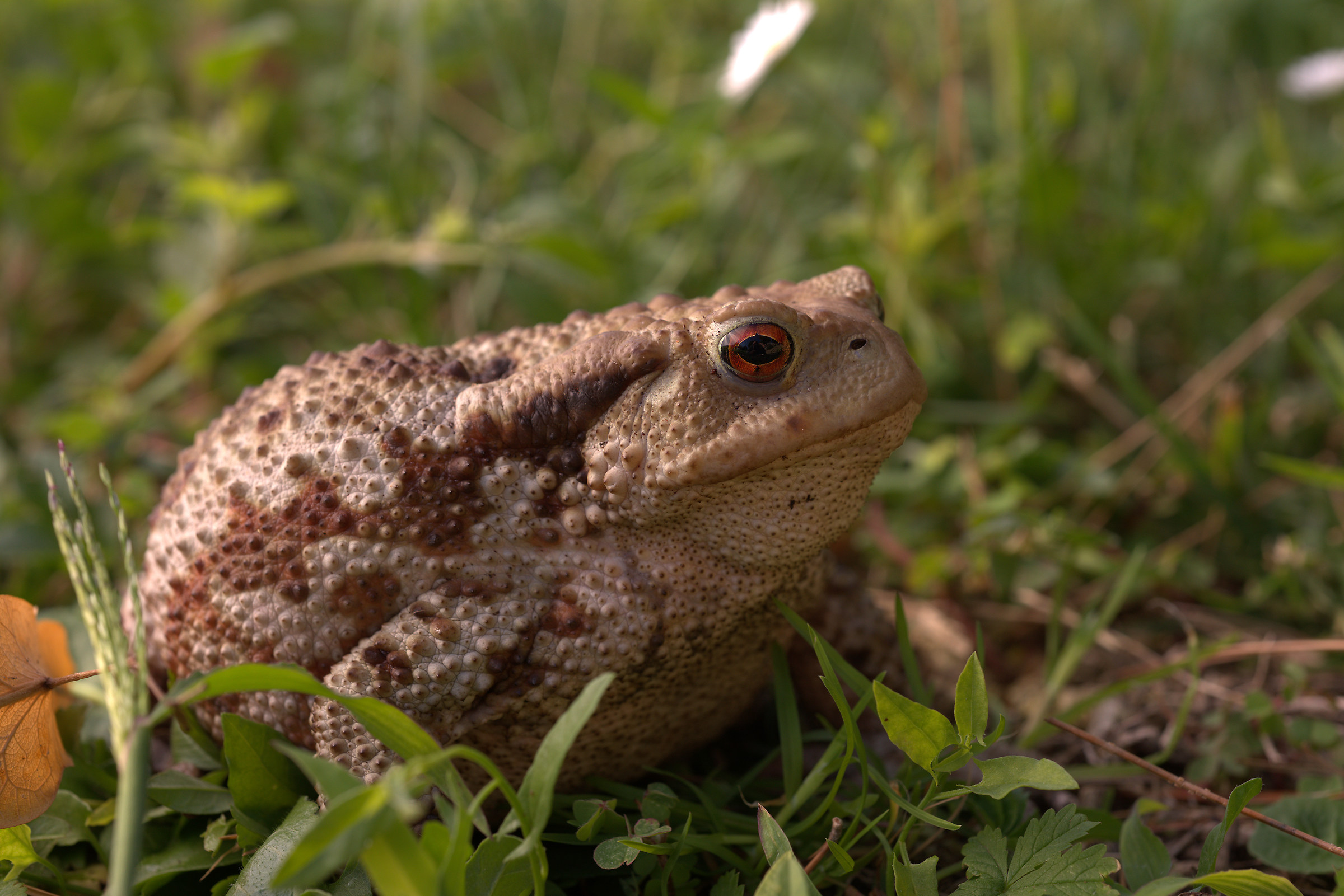 Common female toad