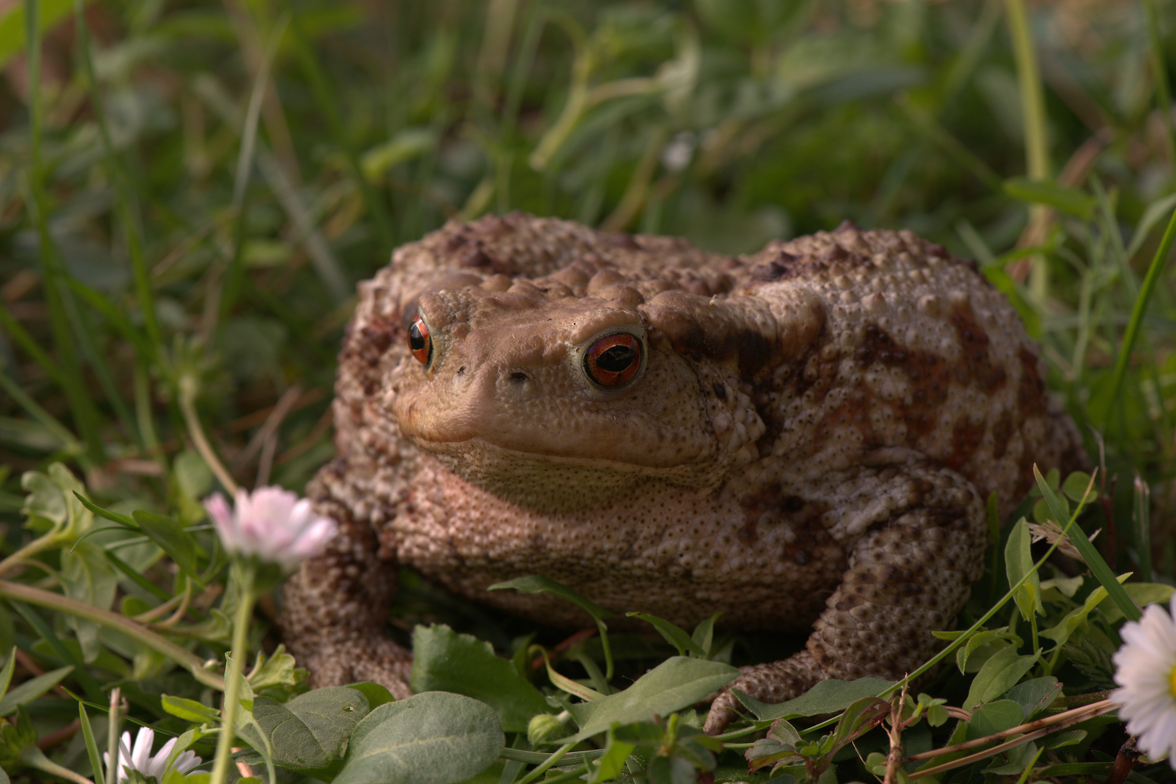 Common female toad