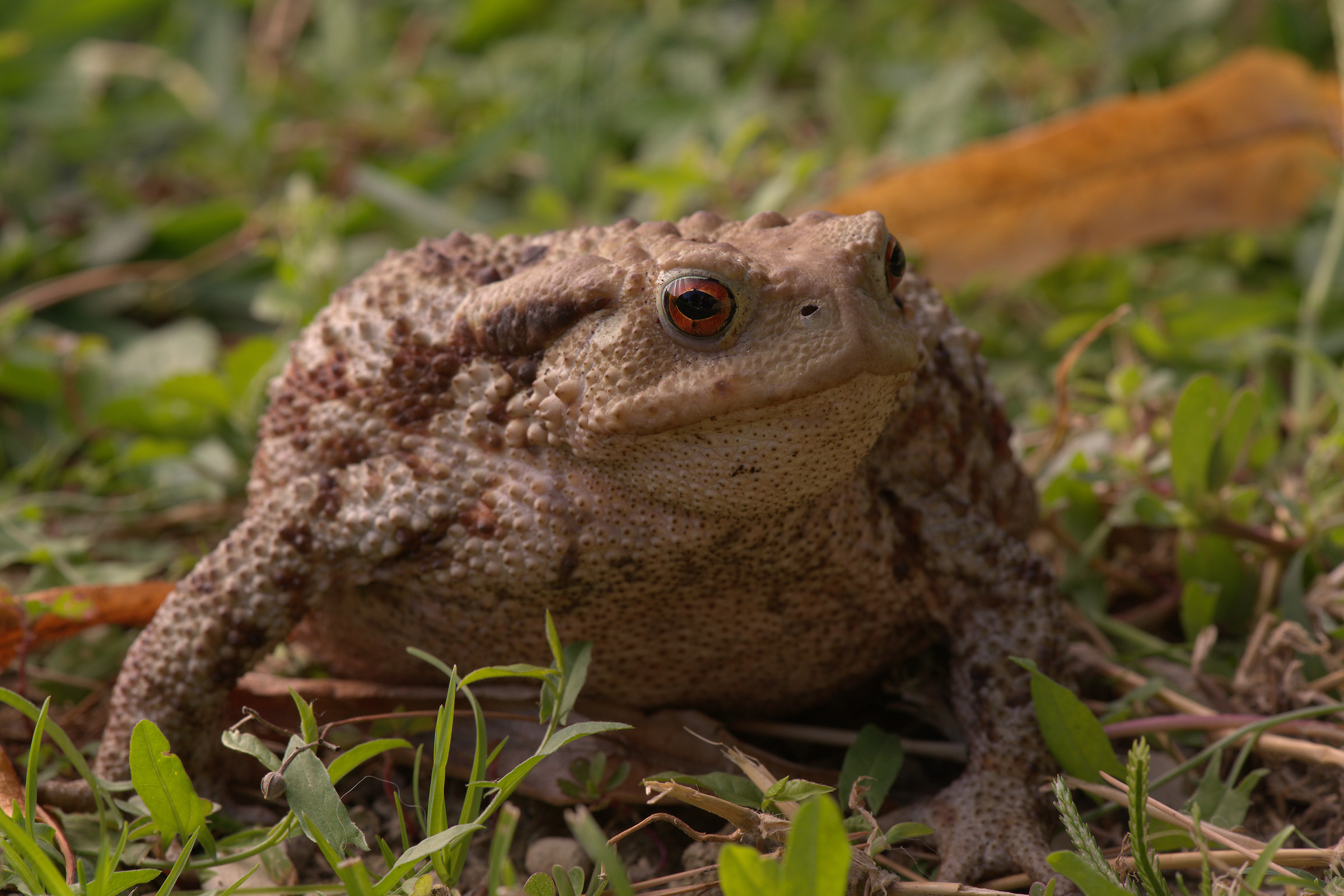Common female toad