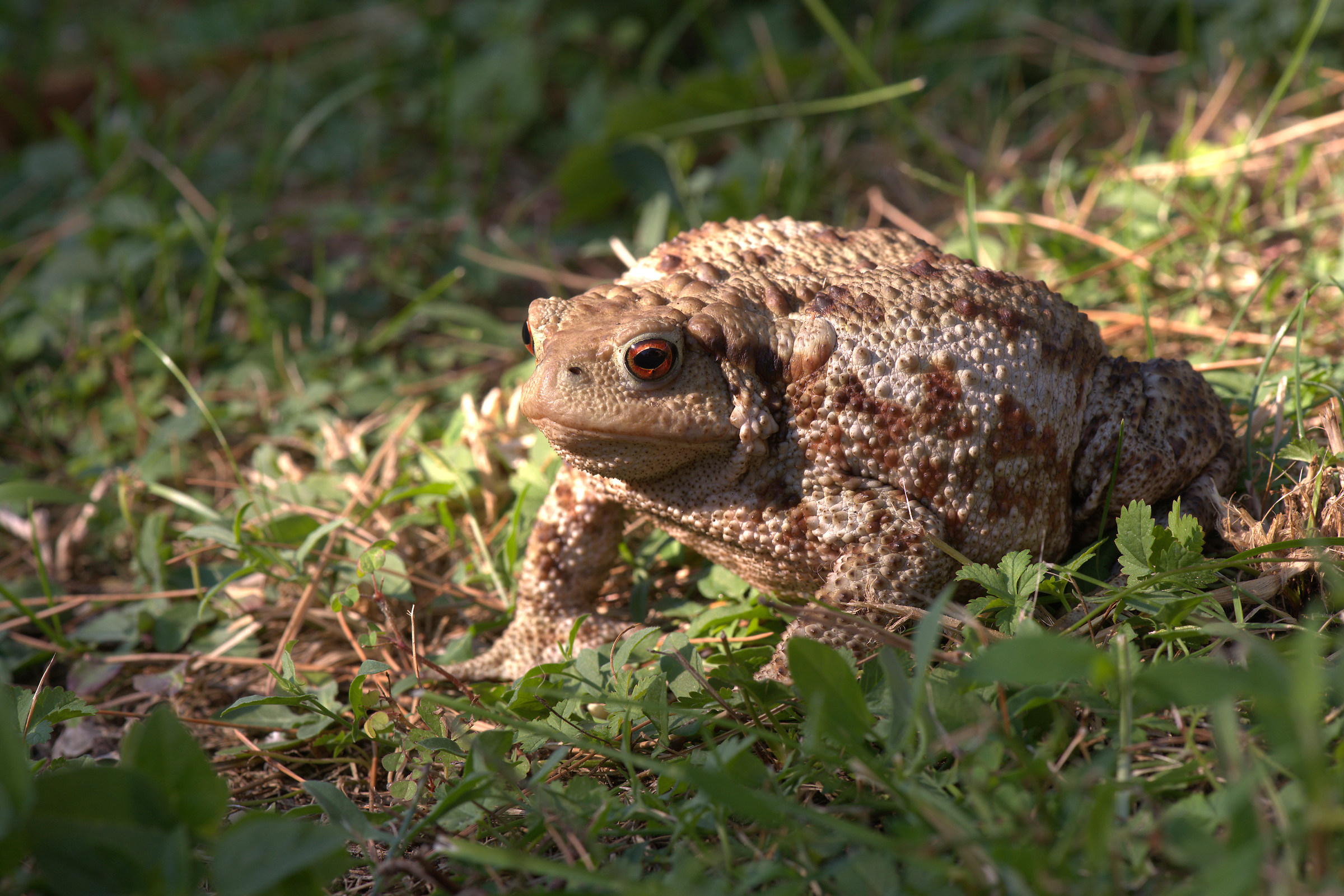 Common female toad