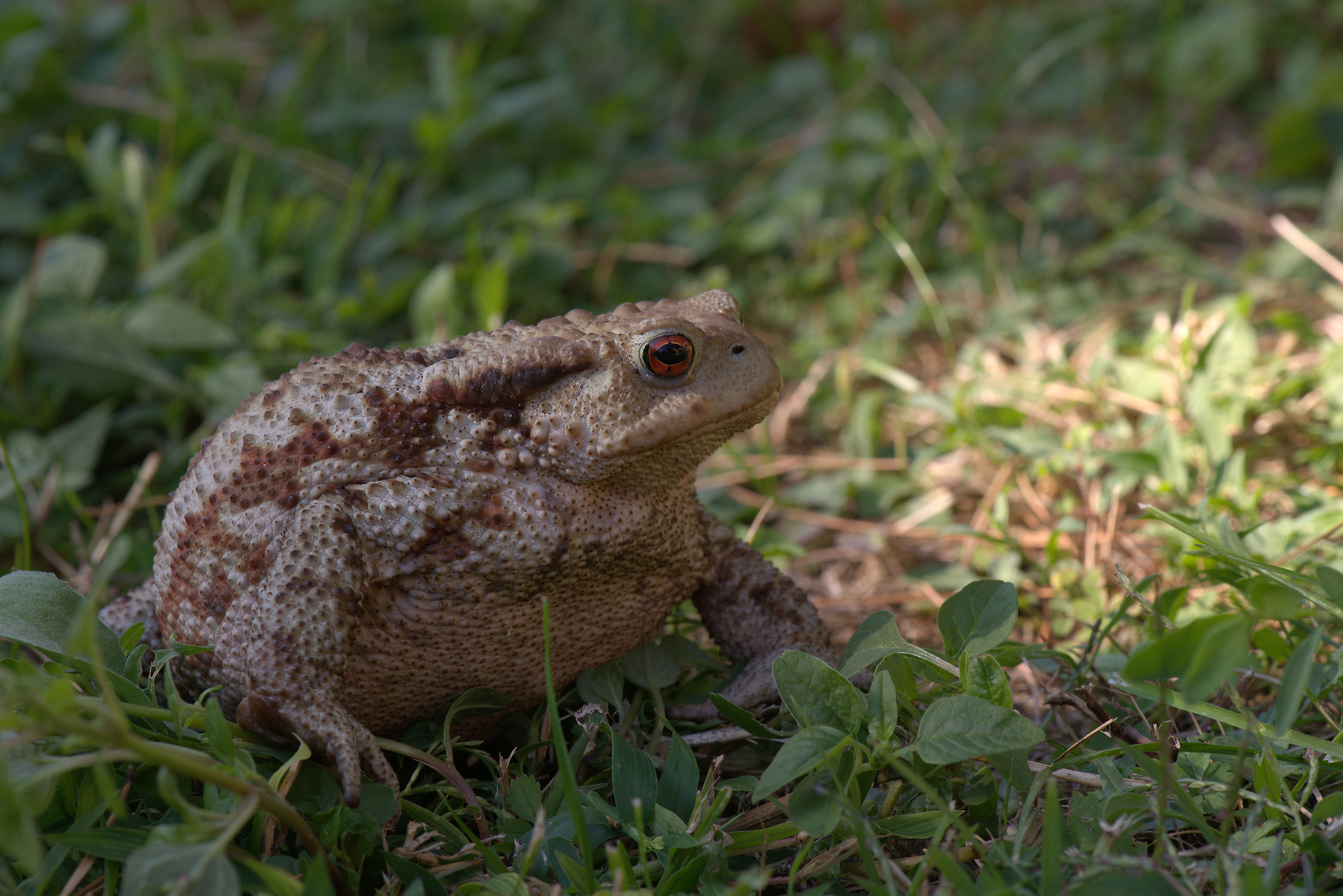 Common female toad