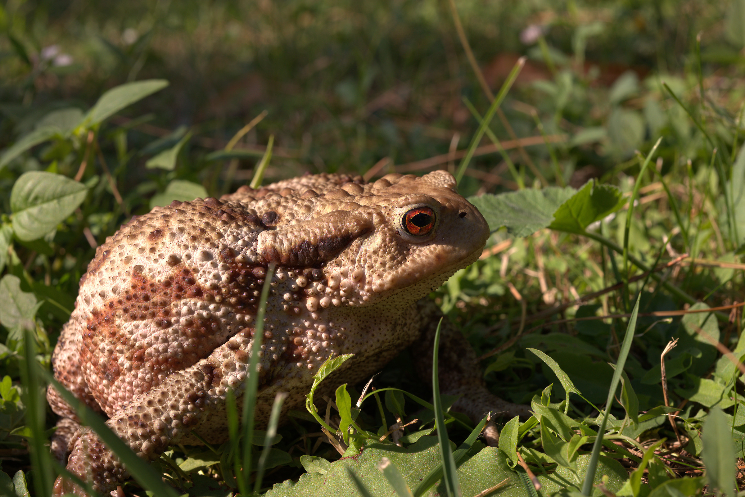 Common female toad