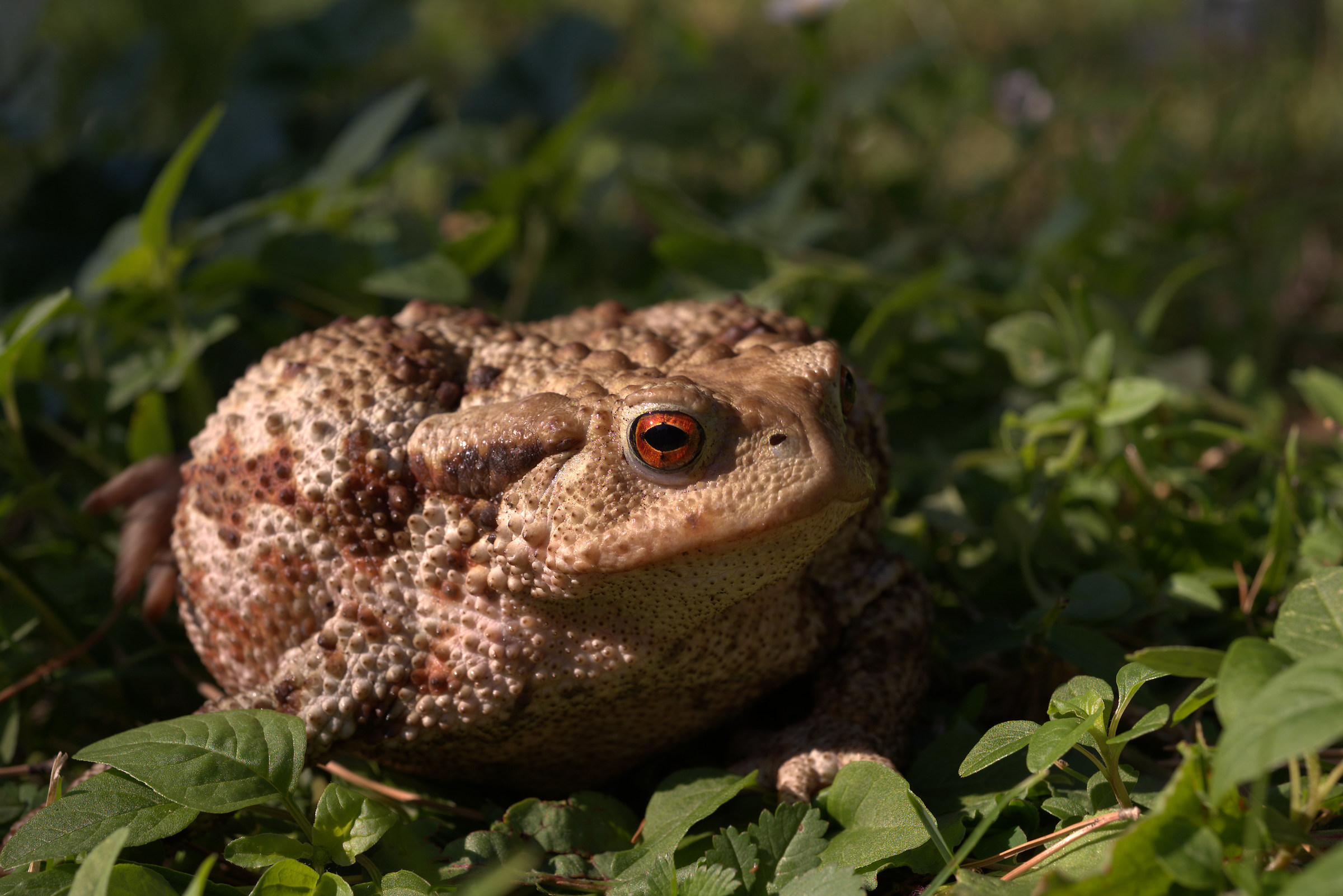 Common female toad