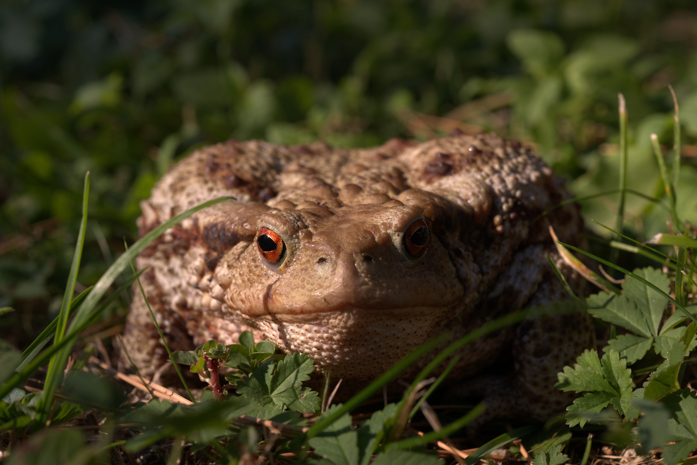 Common female toad