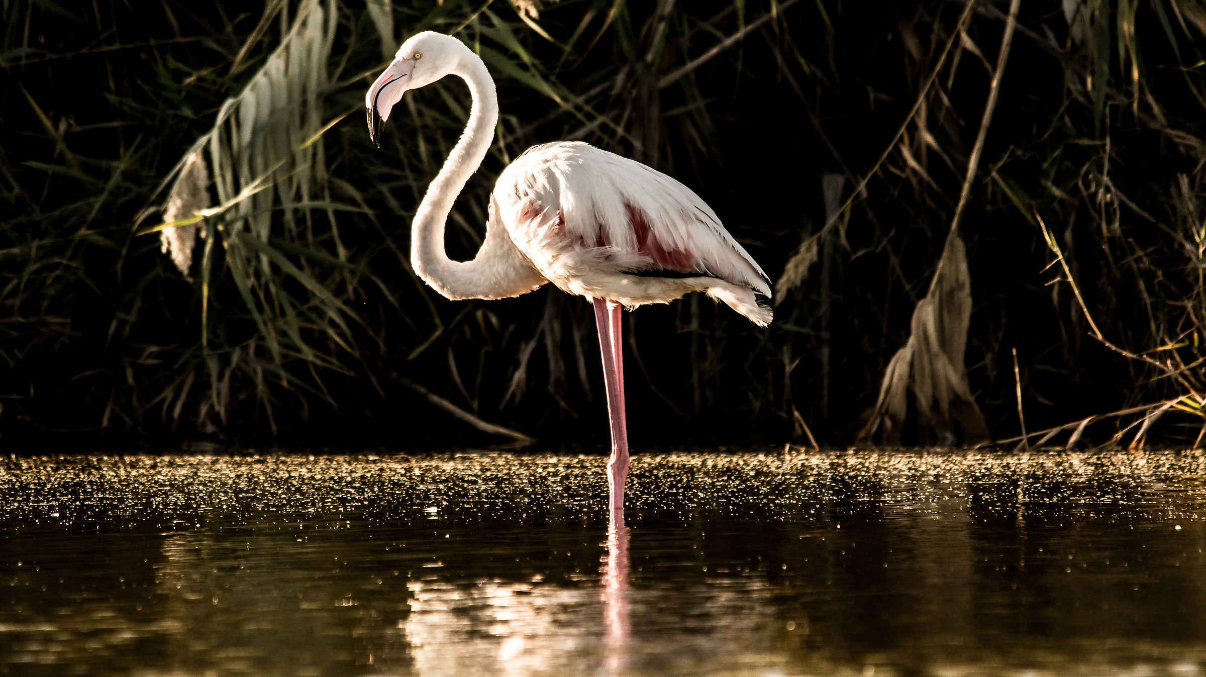 Flamingo Flamingo With Sunshine