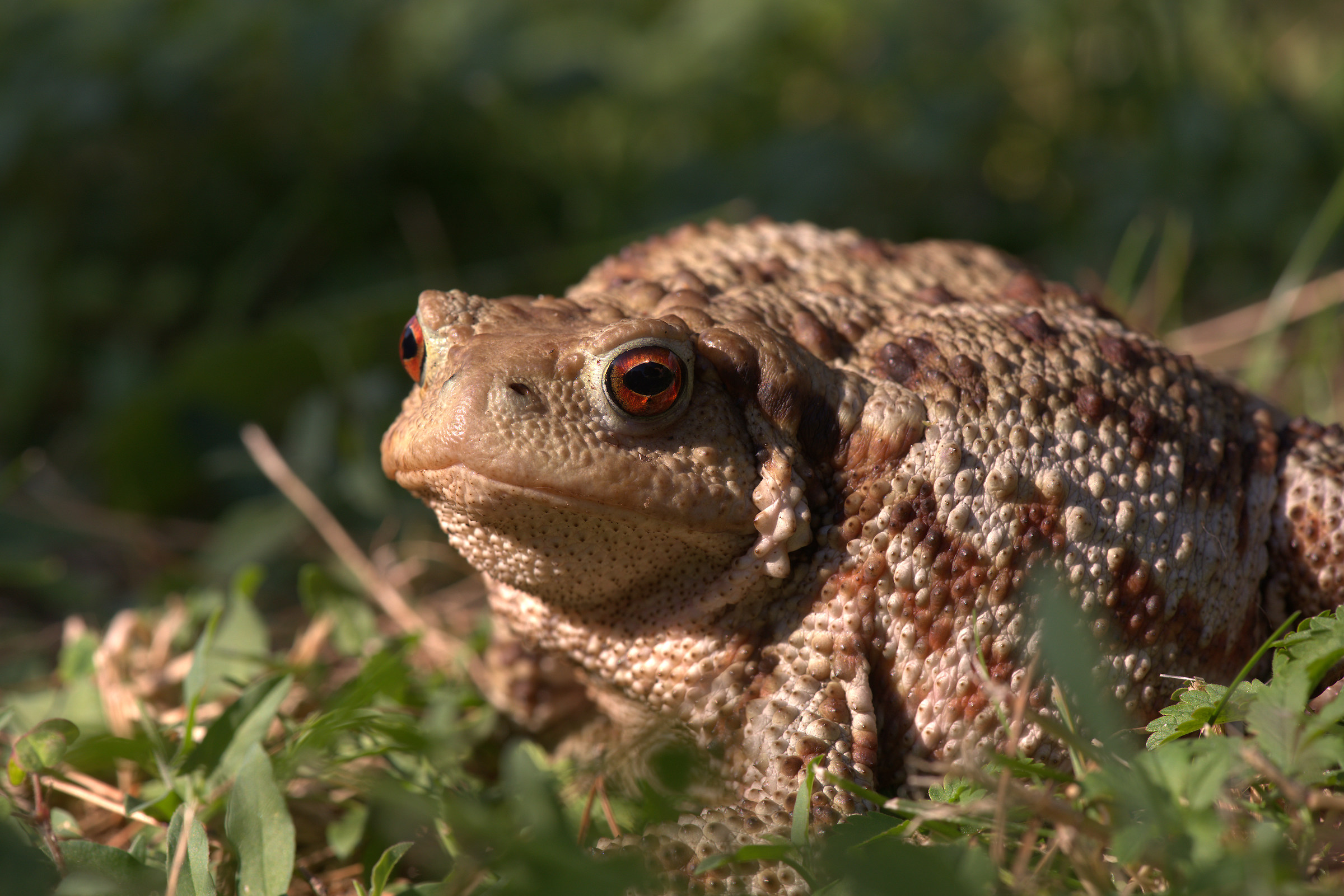 Common female toad
