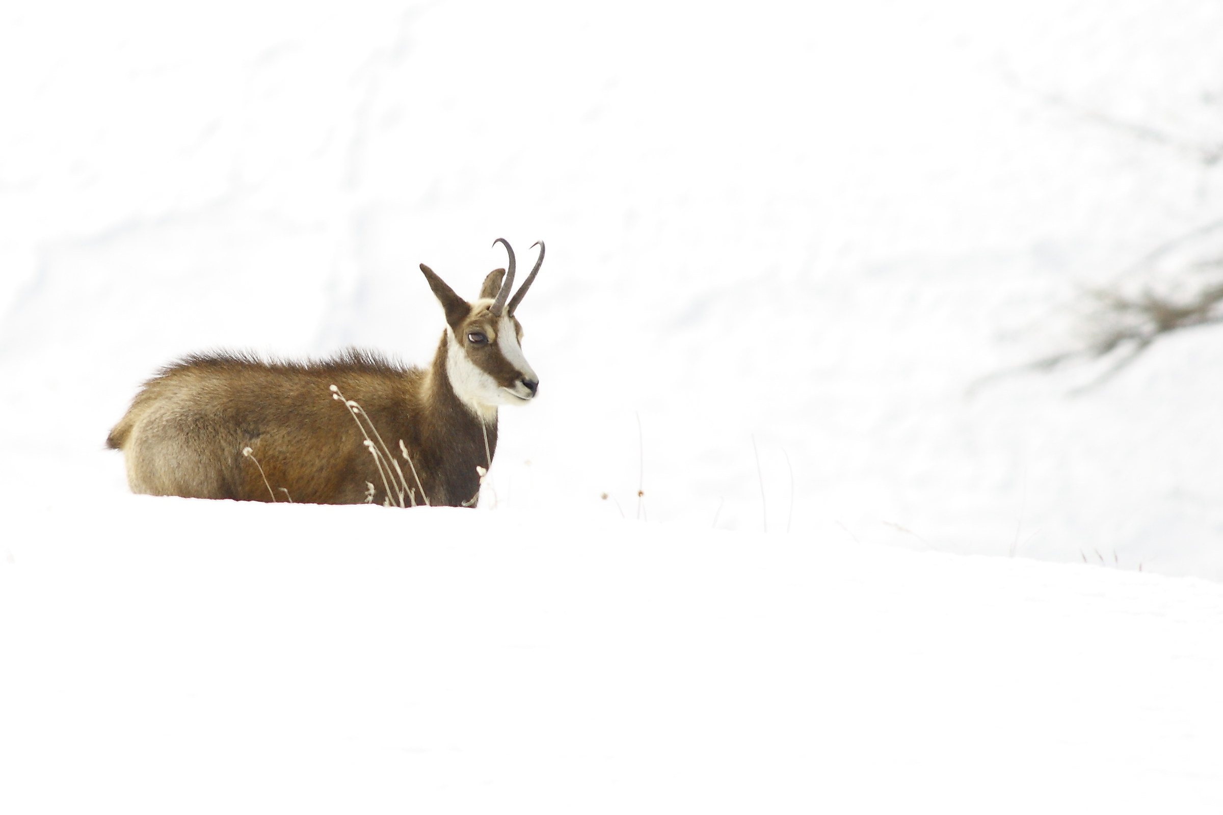 suede, orchid paradise valley