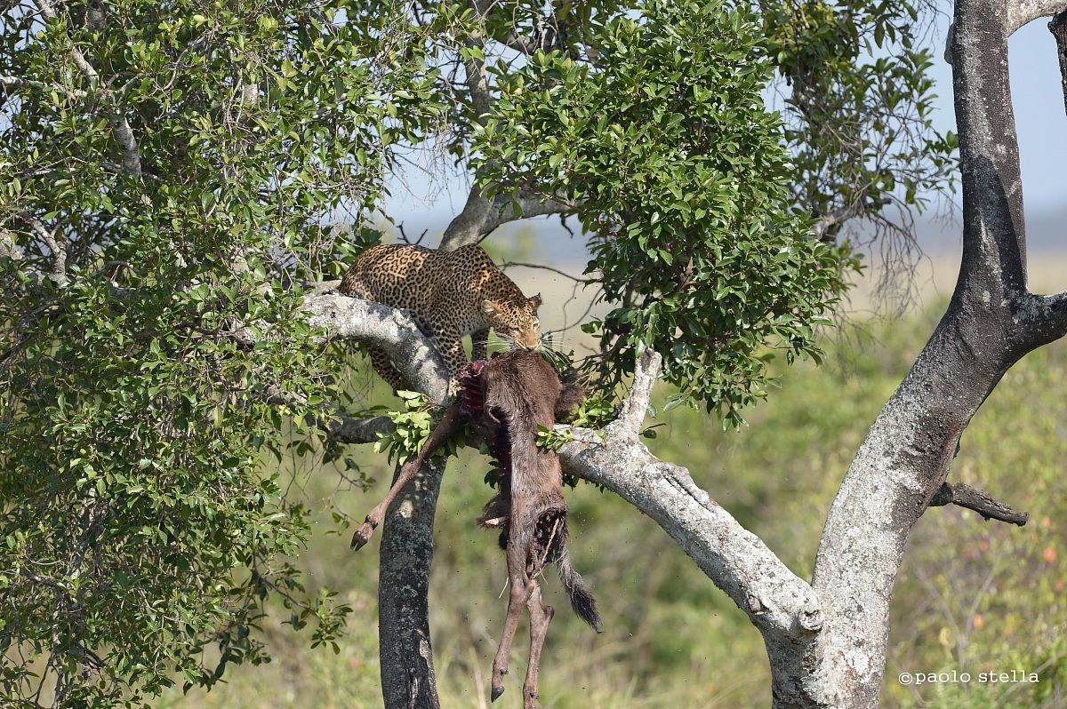 leopard on a tree with kill
