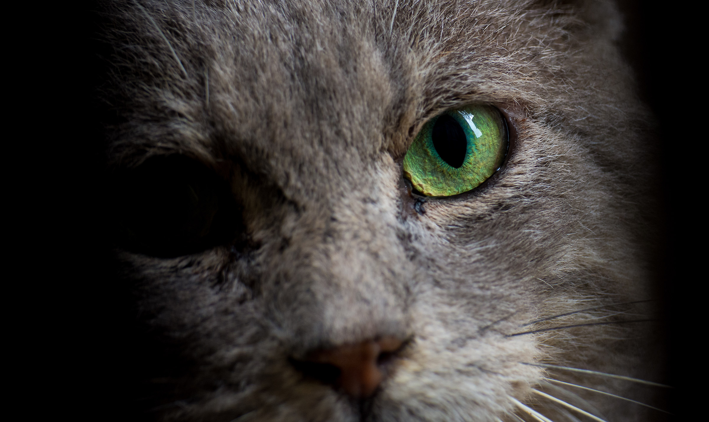 Macro to a Manx Without Tail