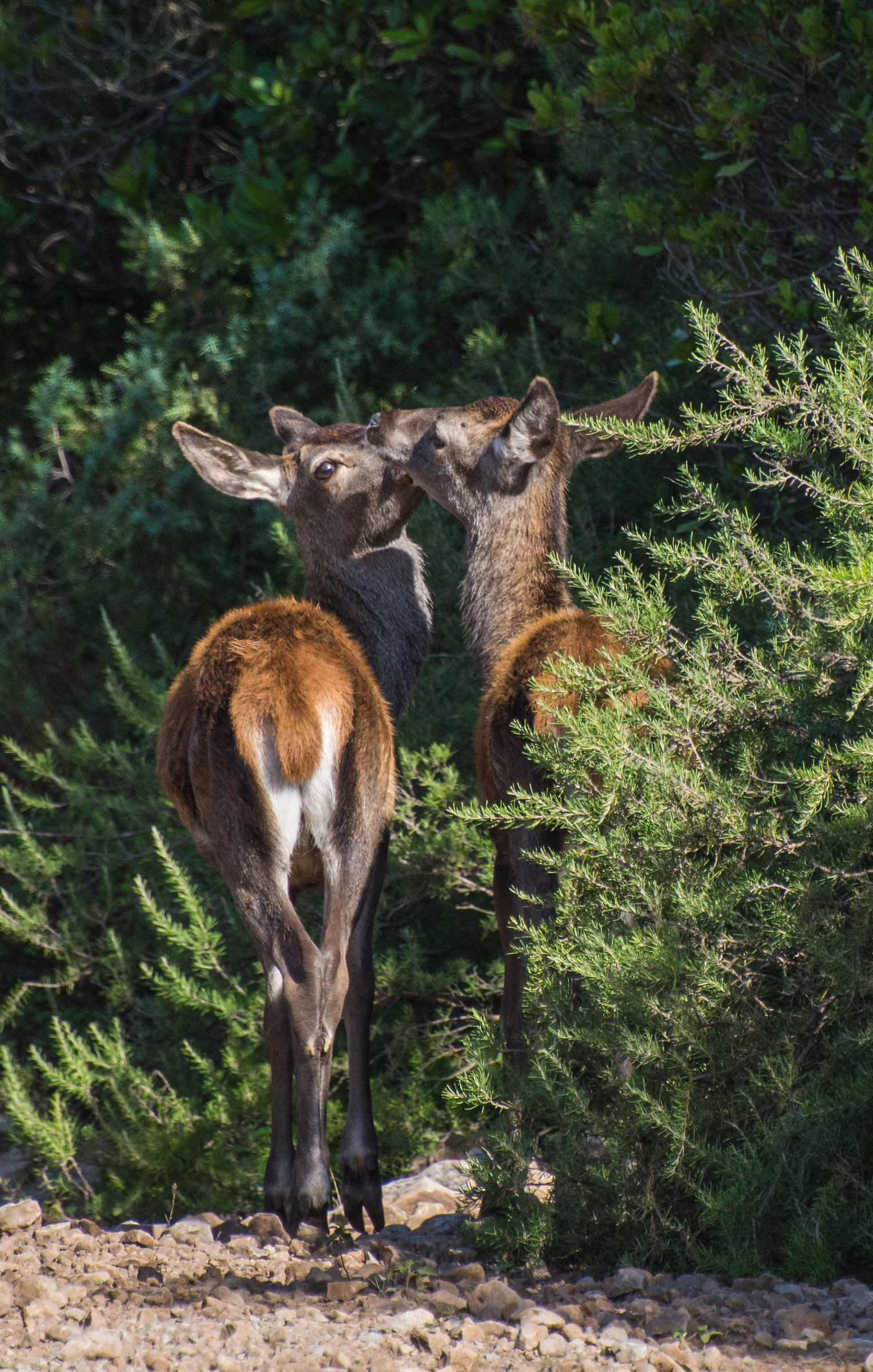 Couple of Young Sardinian Deer