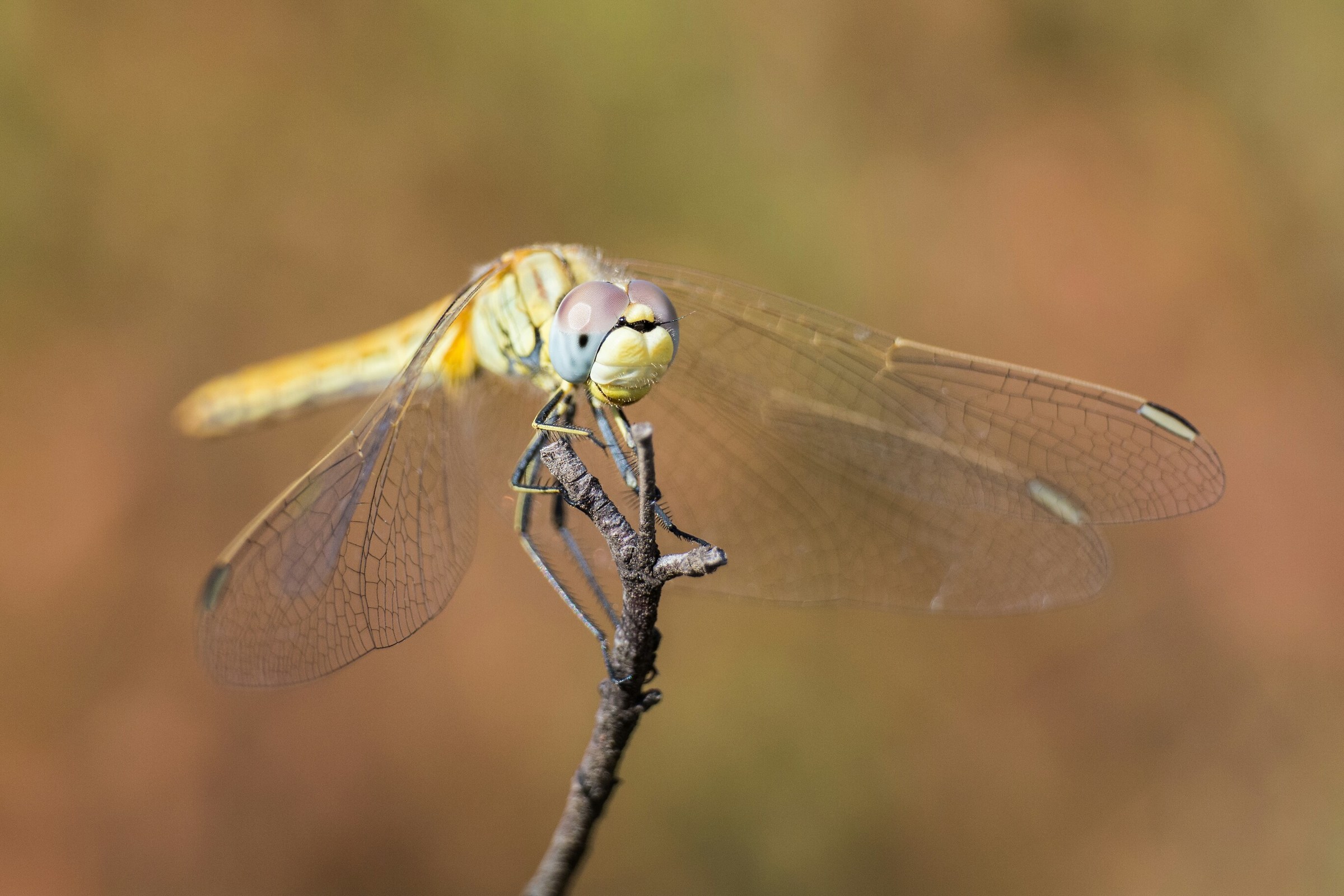 Dragonfly