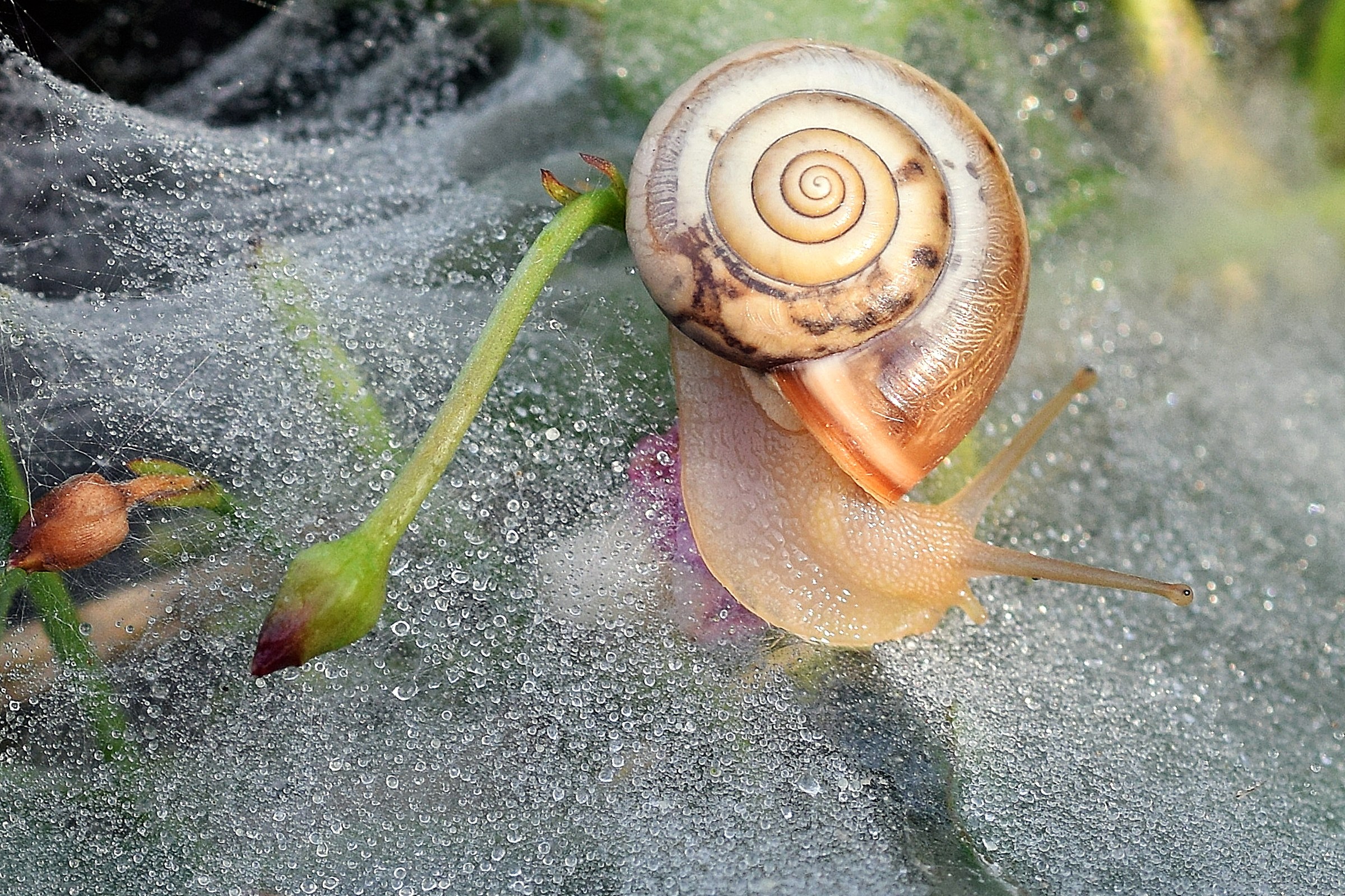 chiocciolina su ''tela''
