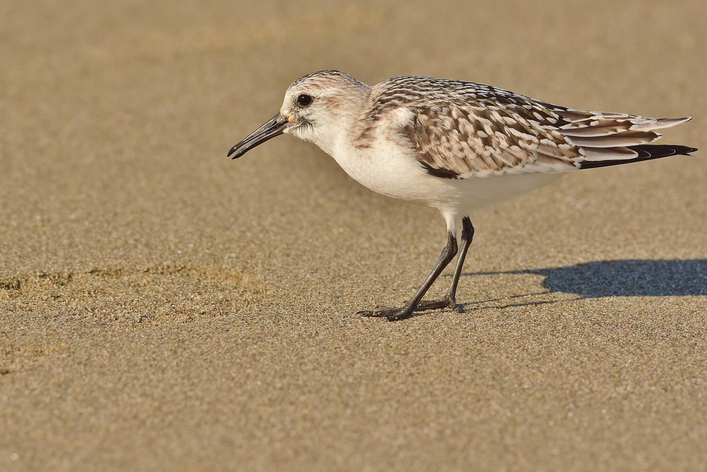 The rainbow tridattilo