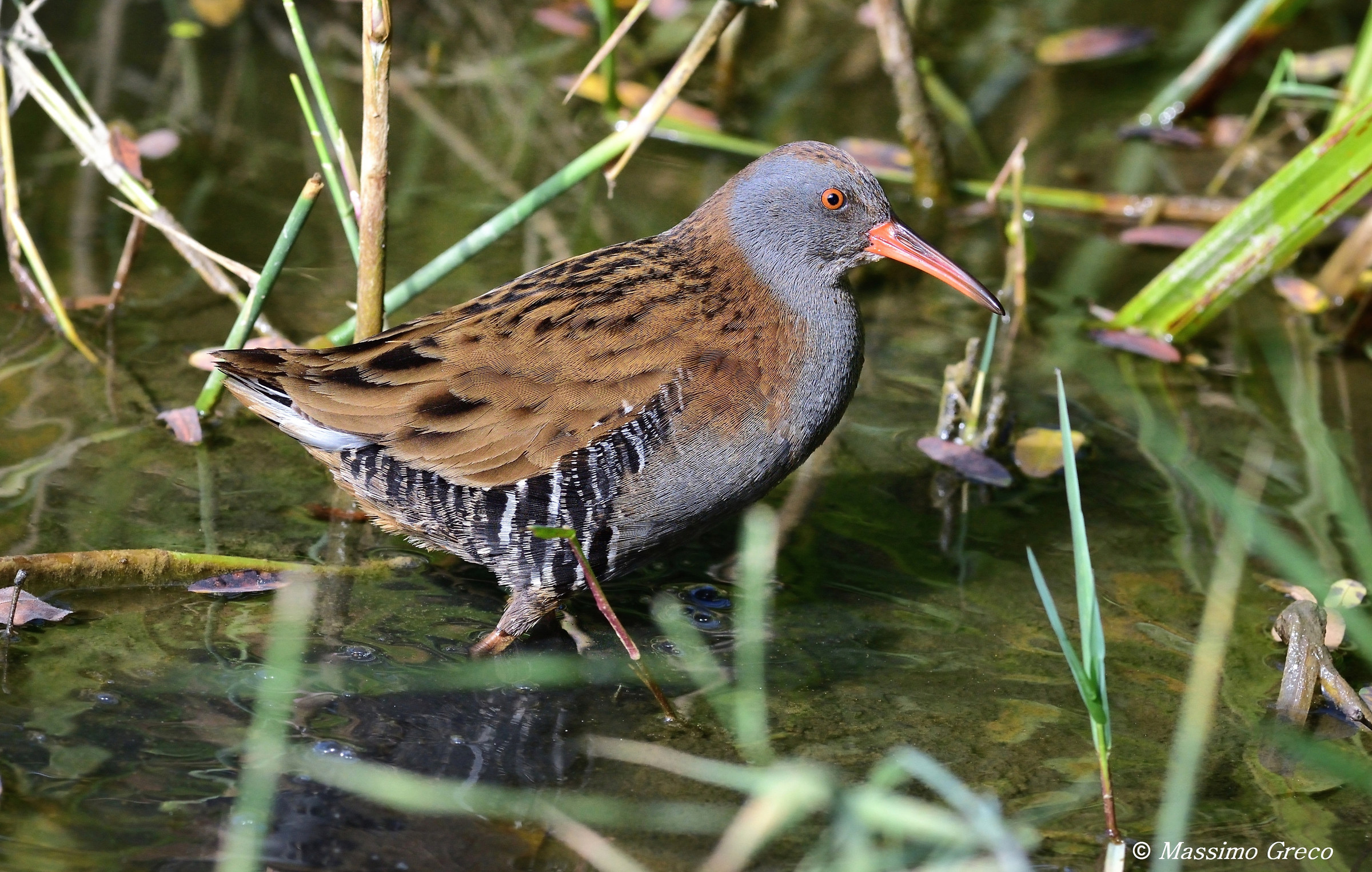 Porciglione (Rallus aquaticus)