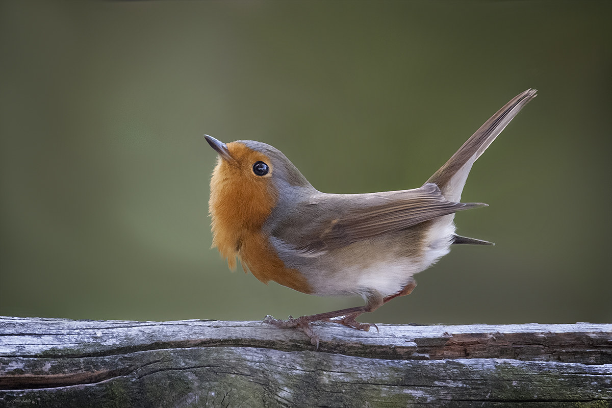 The usual Pettirosso ..........