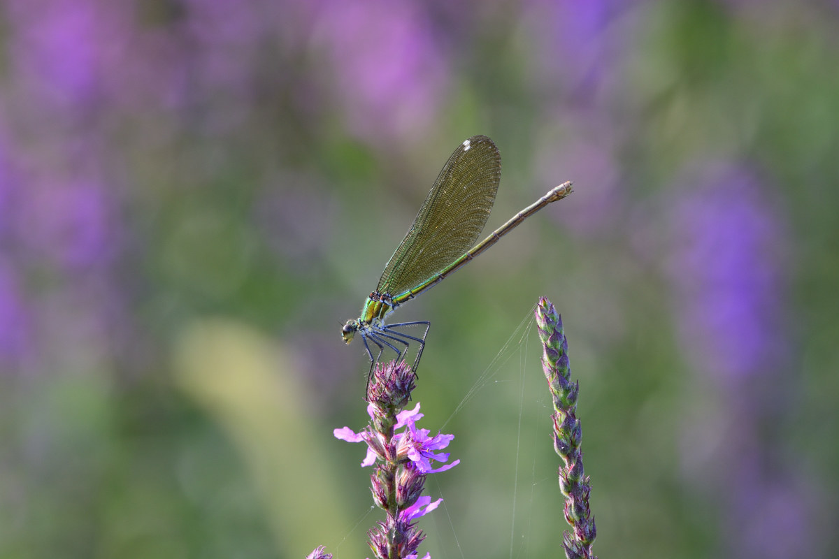 Calopteryx virgo