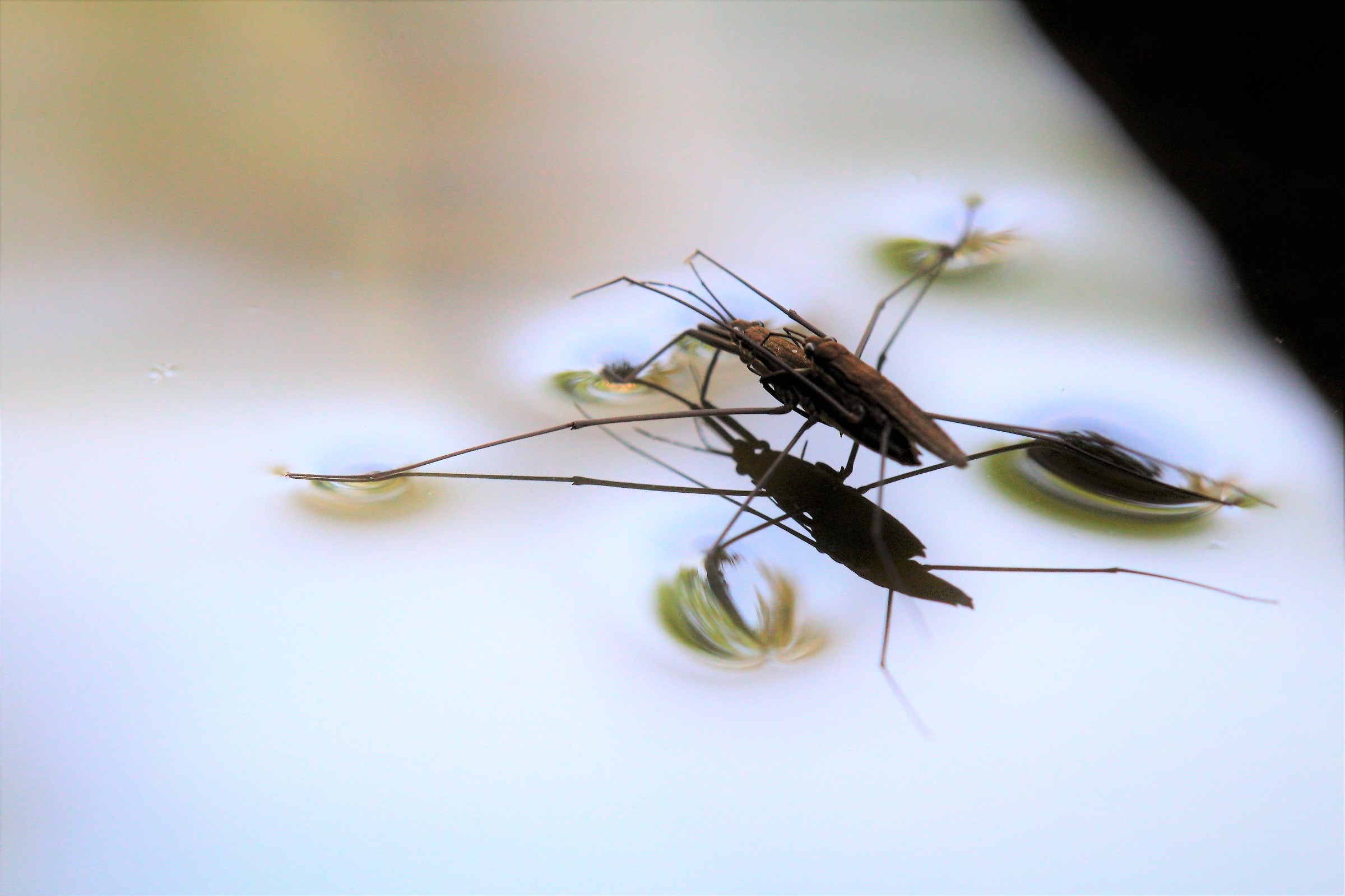 the lightness of beings