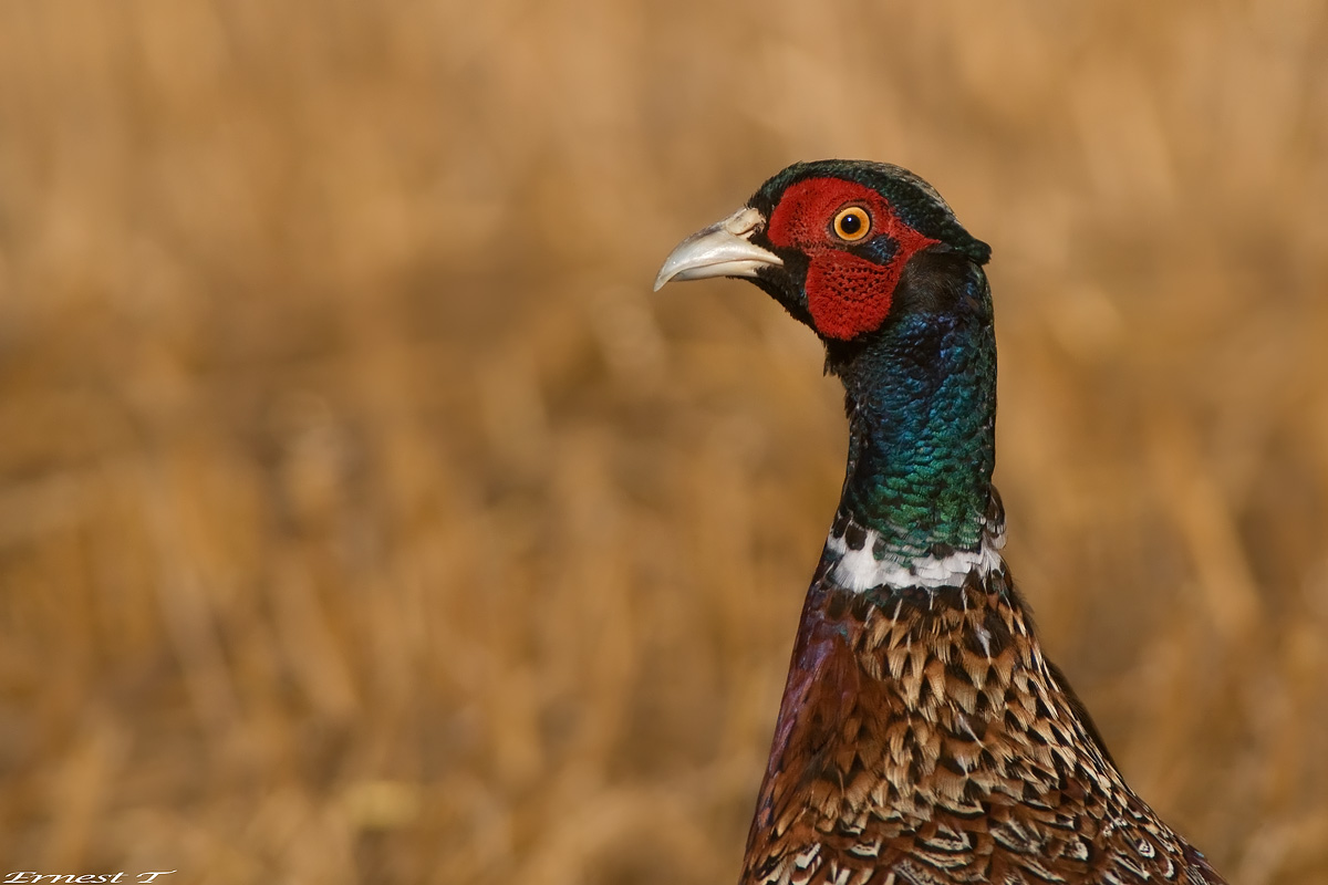 Arcobaleno a due zampe...