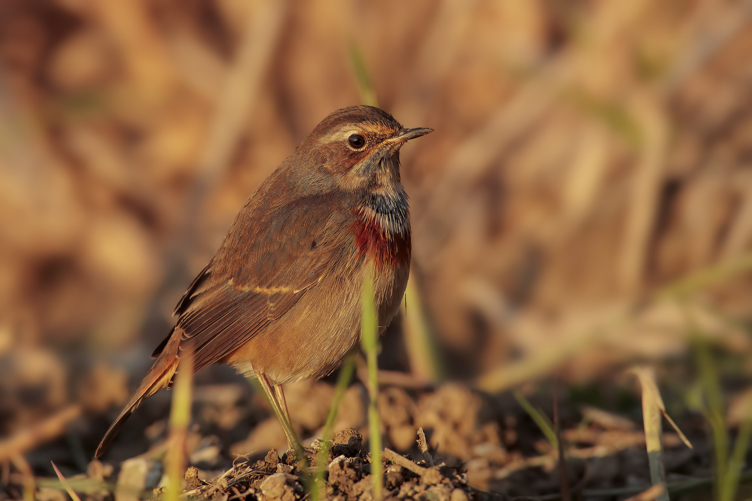 Pettazzurro...tramonto pieno
