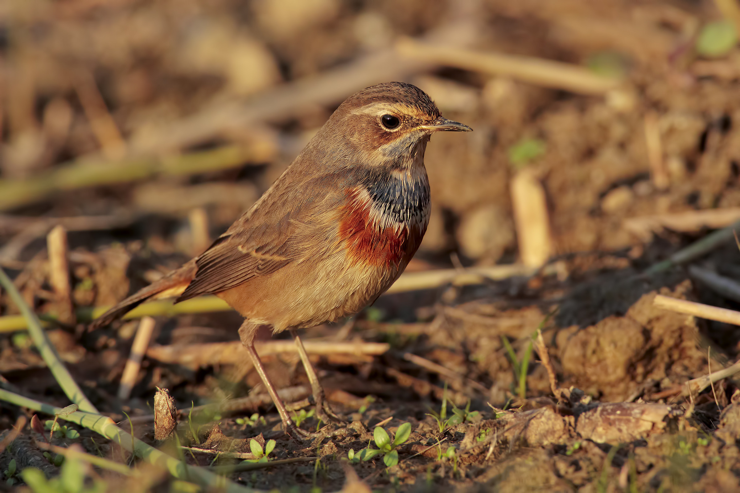 Putting up ... full sunset2